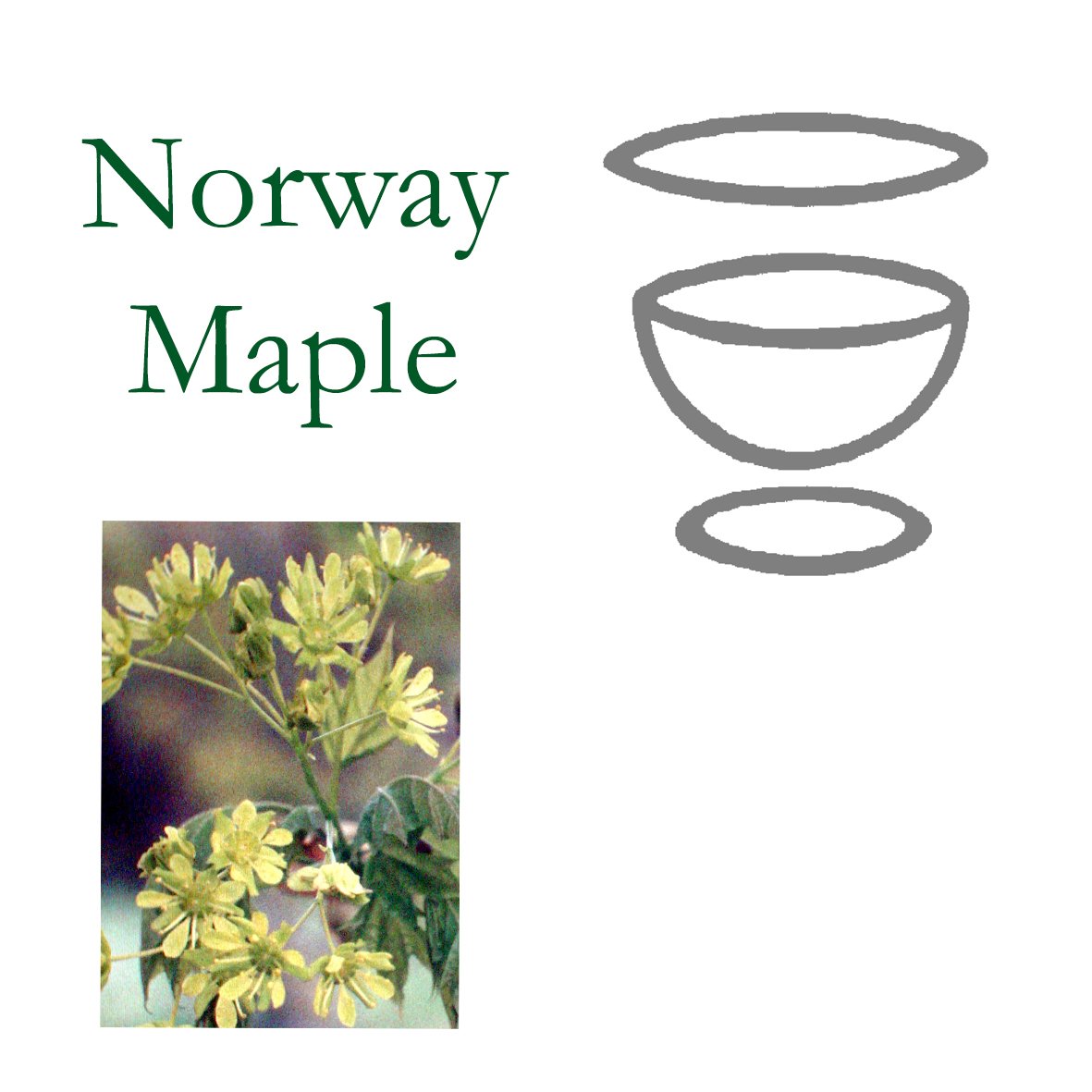 Tree Flower - Norway Maple