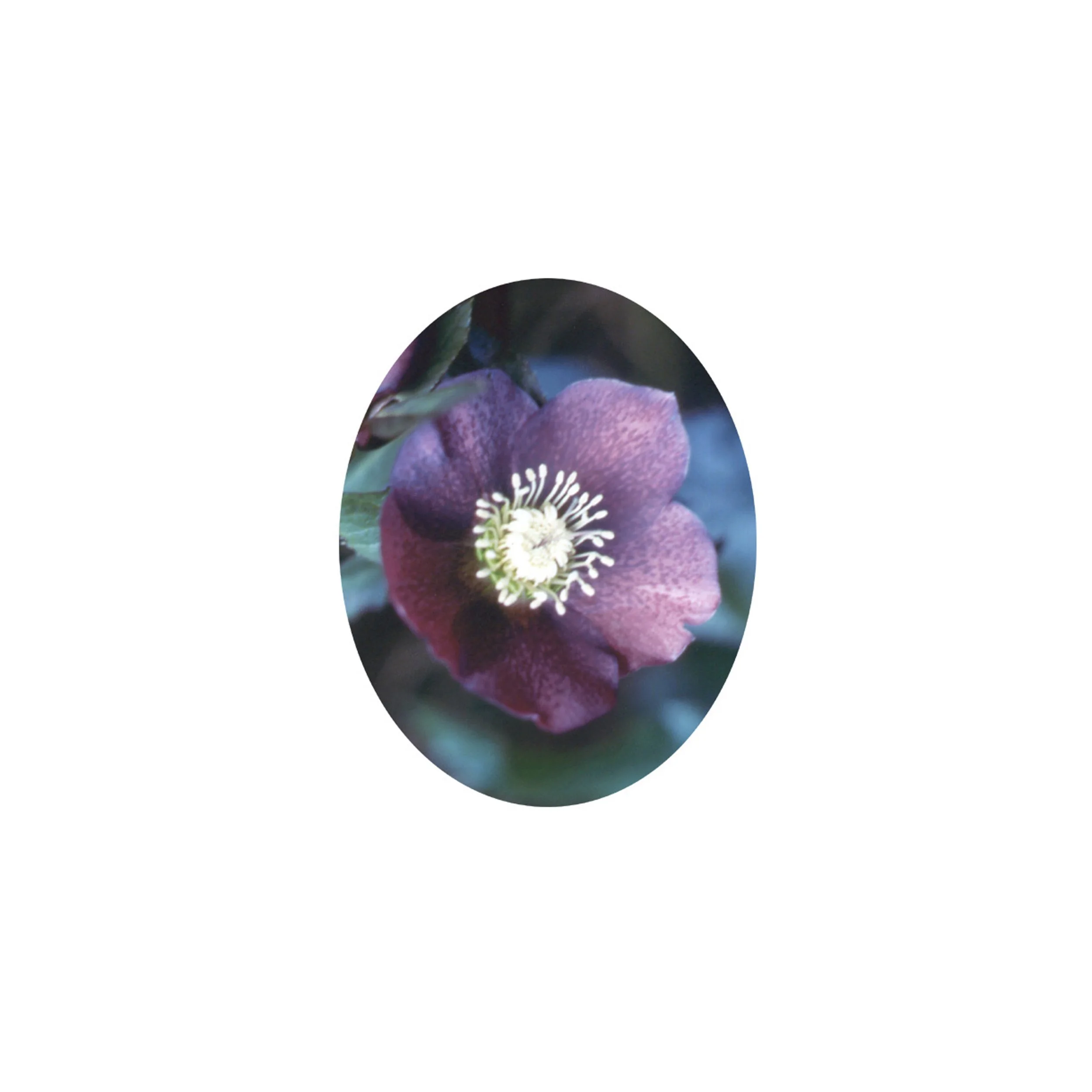 Flower Essence- Oriental Hellebore