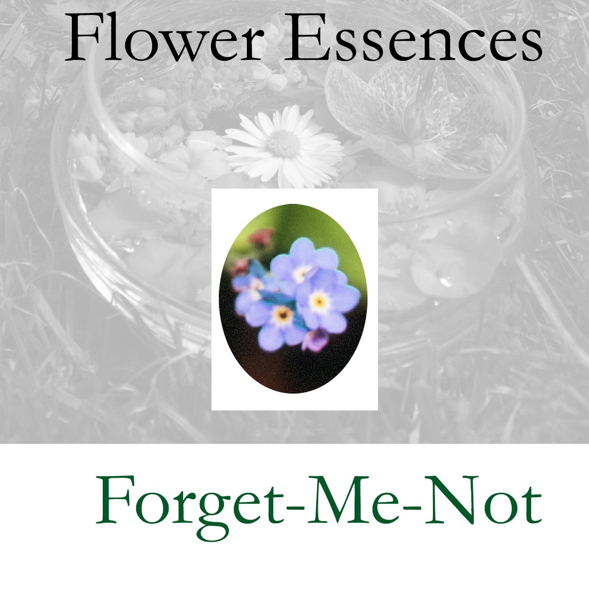 Flower Essence- Forget-Me-Not