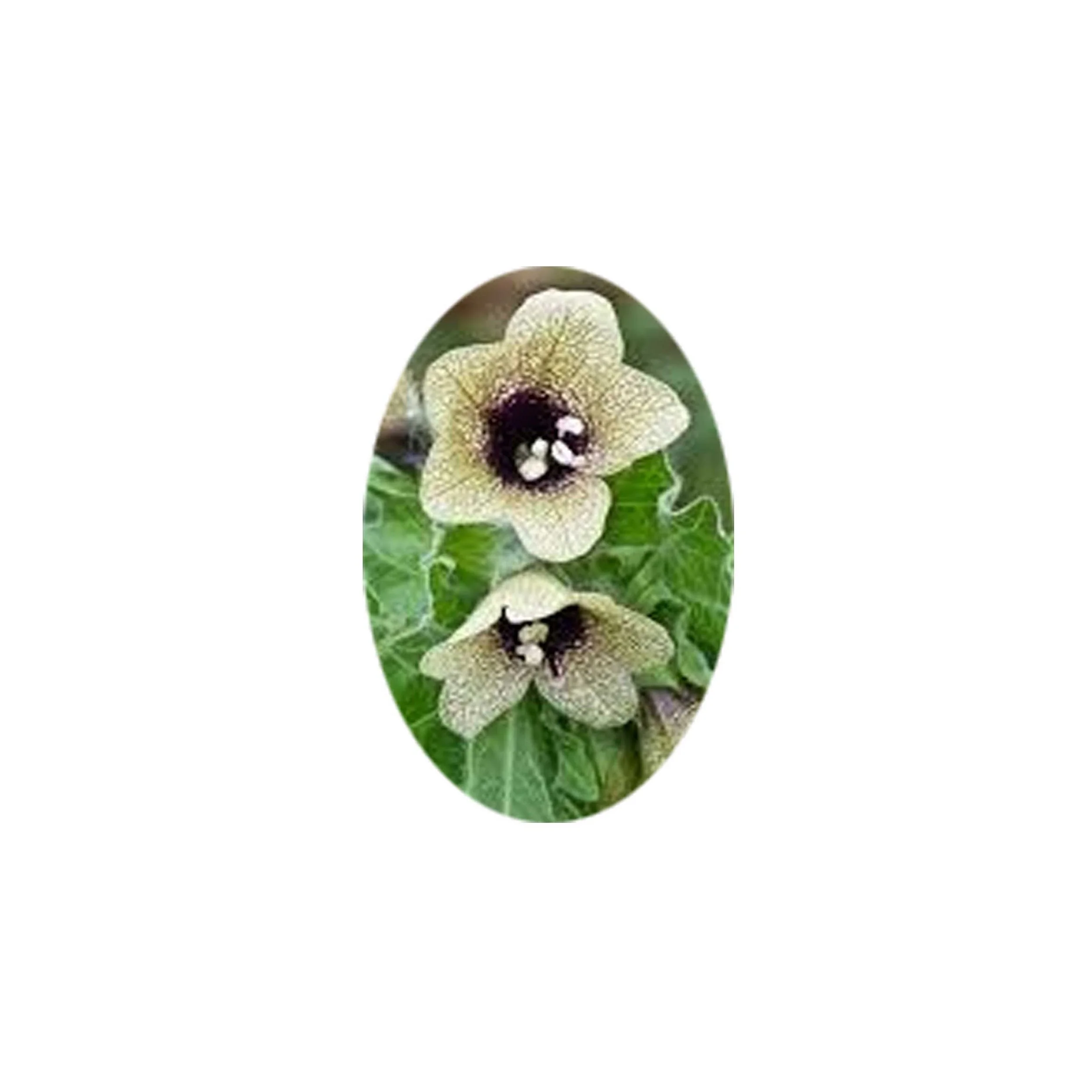 Flower Essence- Henbane