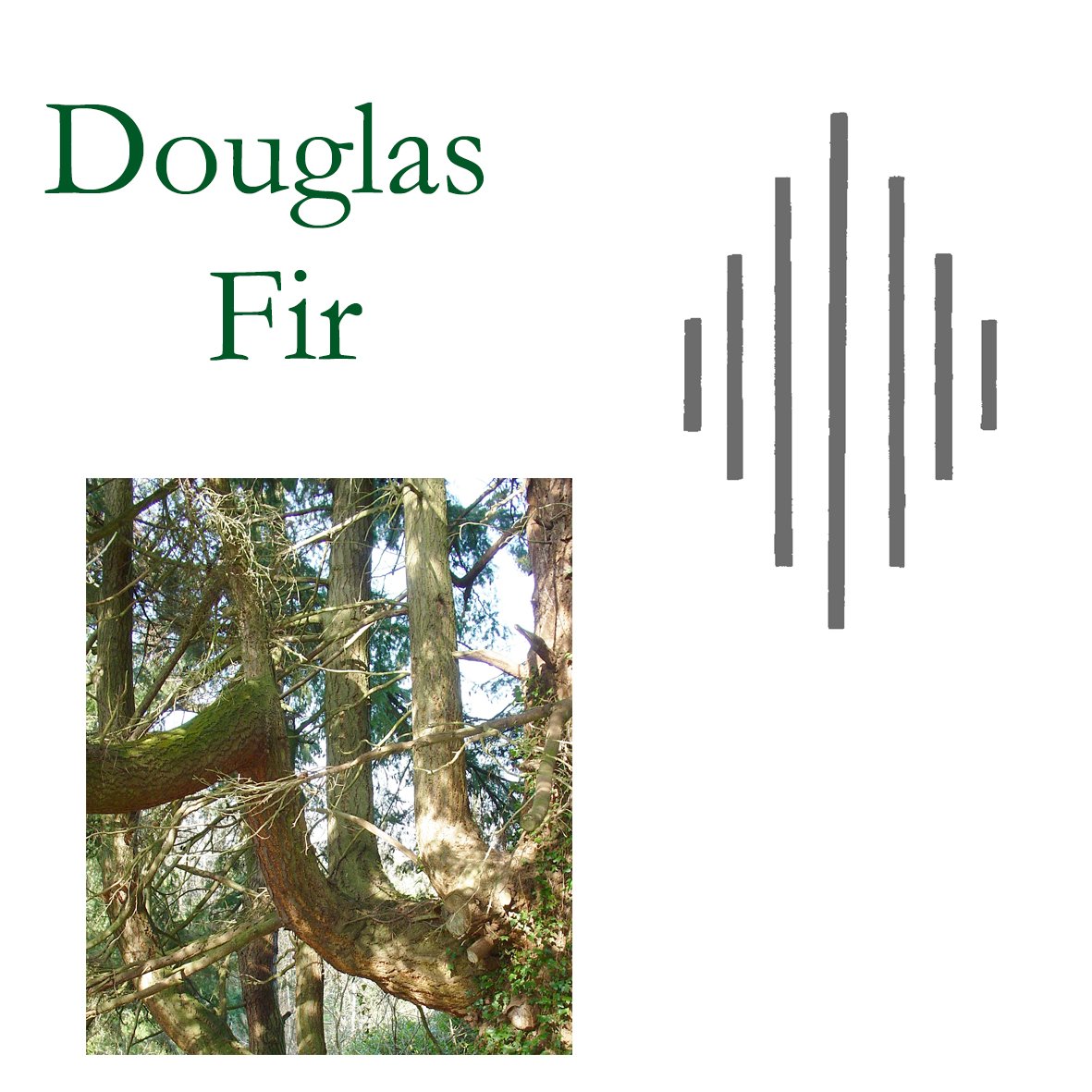 Tree Flower - Douglas Fir