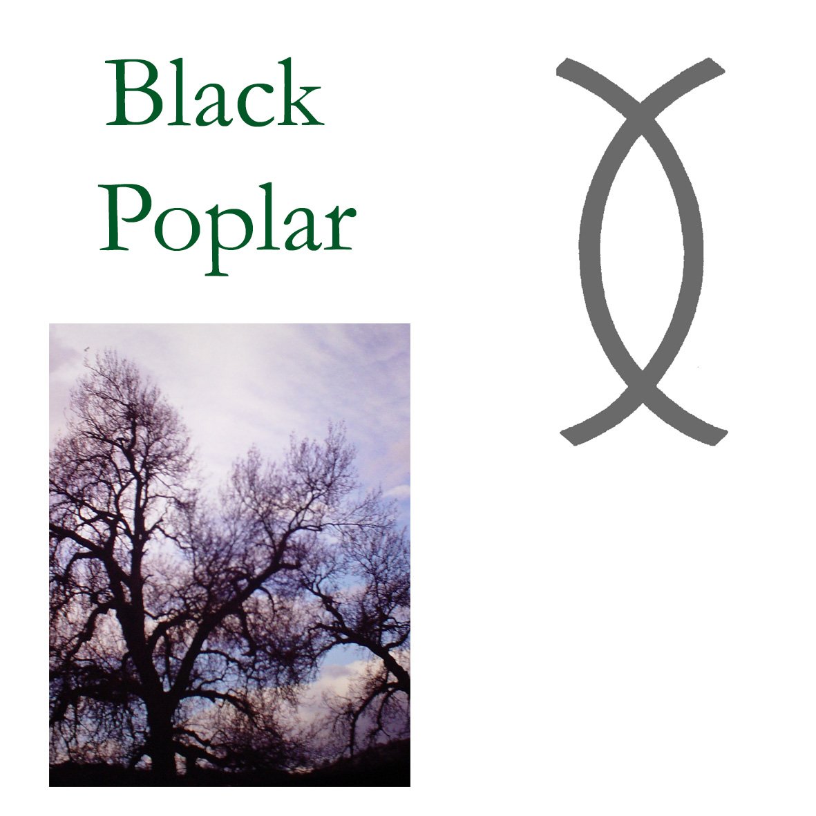 Tree Flower - Black Poplar