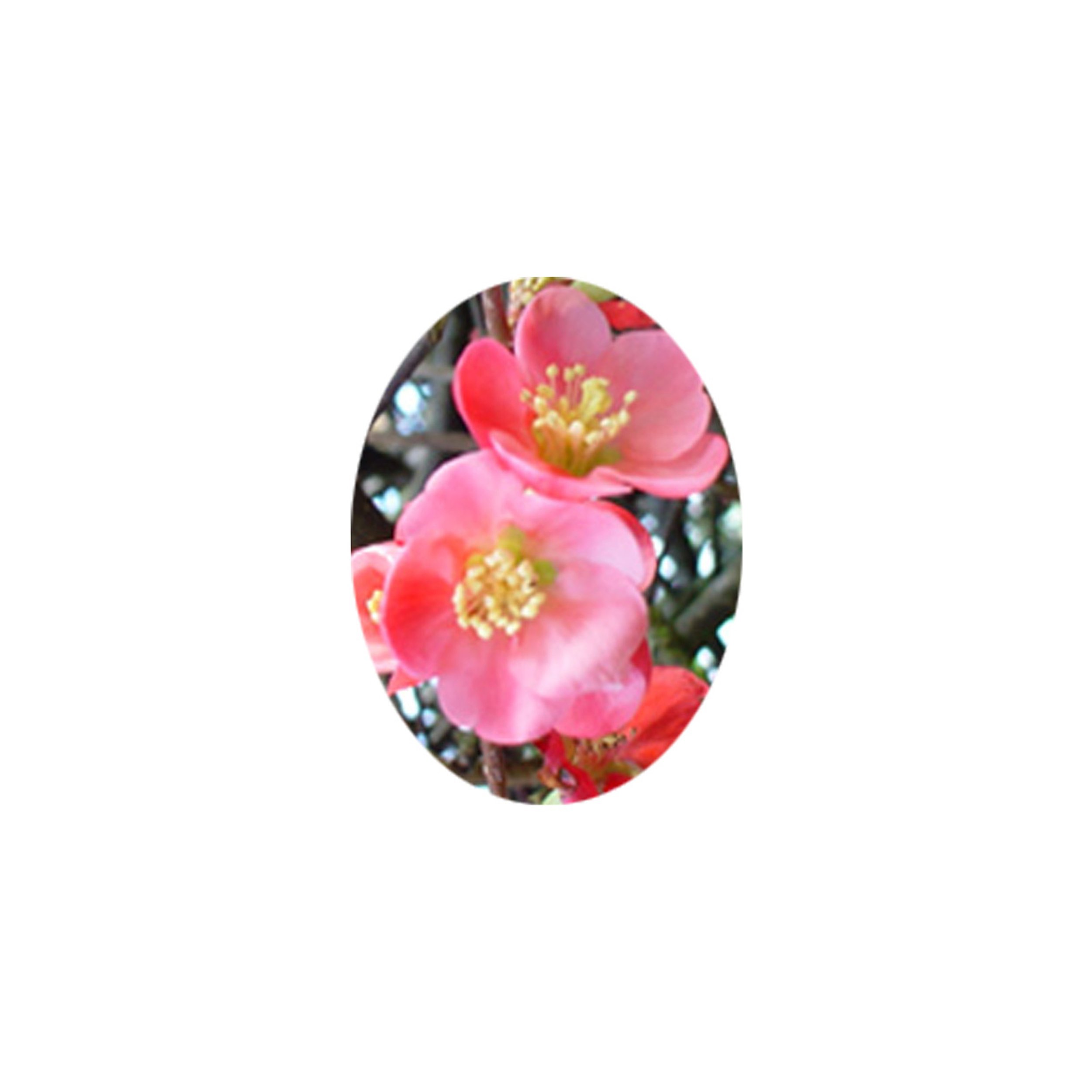 Flower Essence- Quince