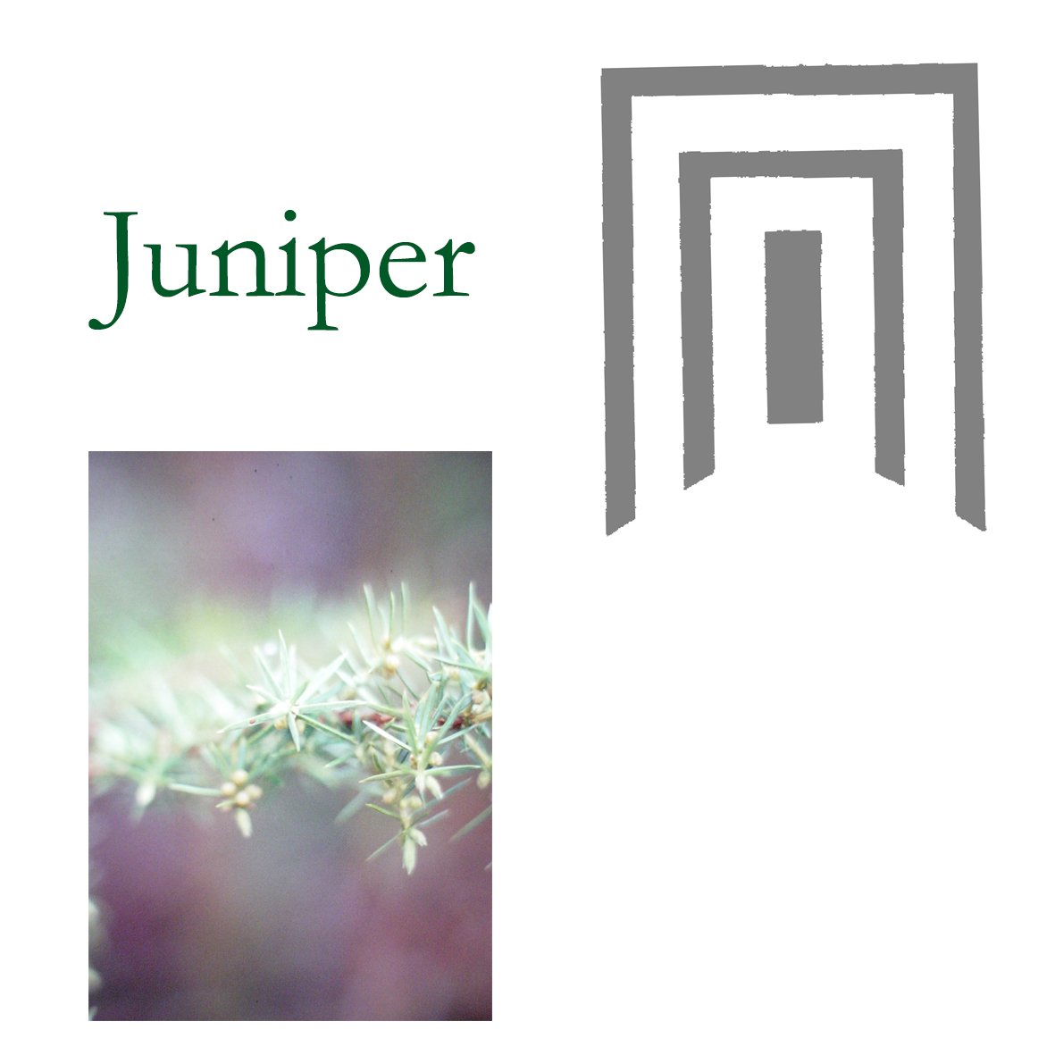 Tree Flower - Juniper
