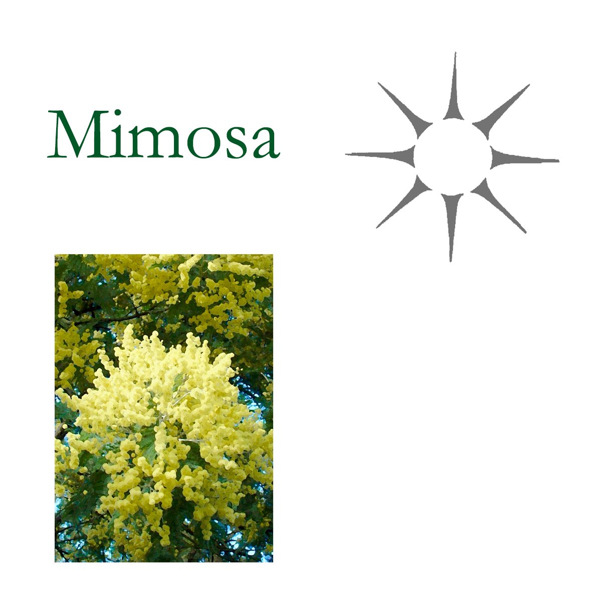 Tree Flower - Mimosa