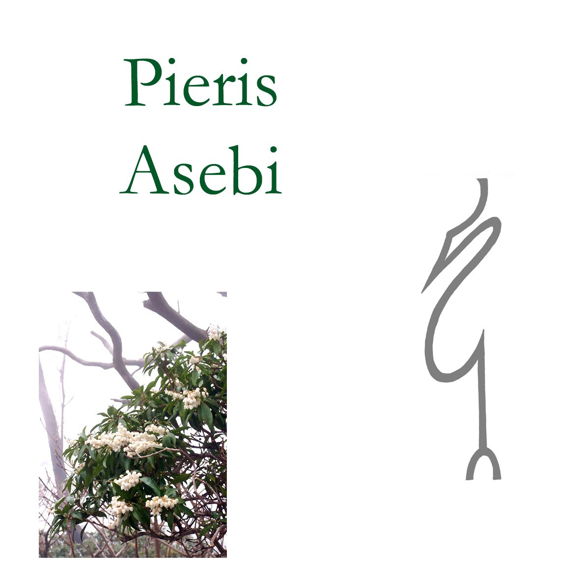 Japanese Tree Flower Essences - Pieris
