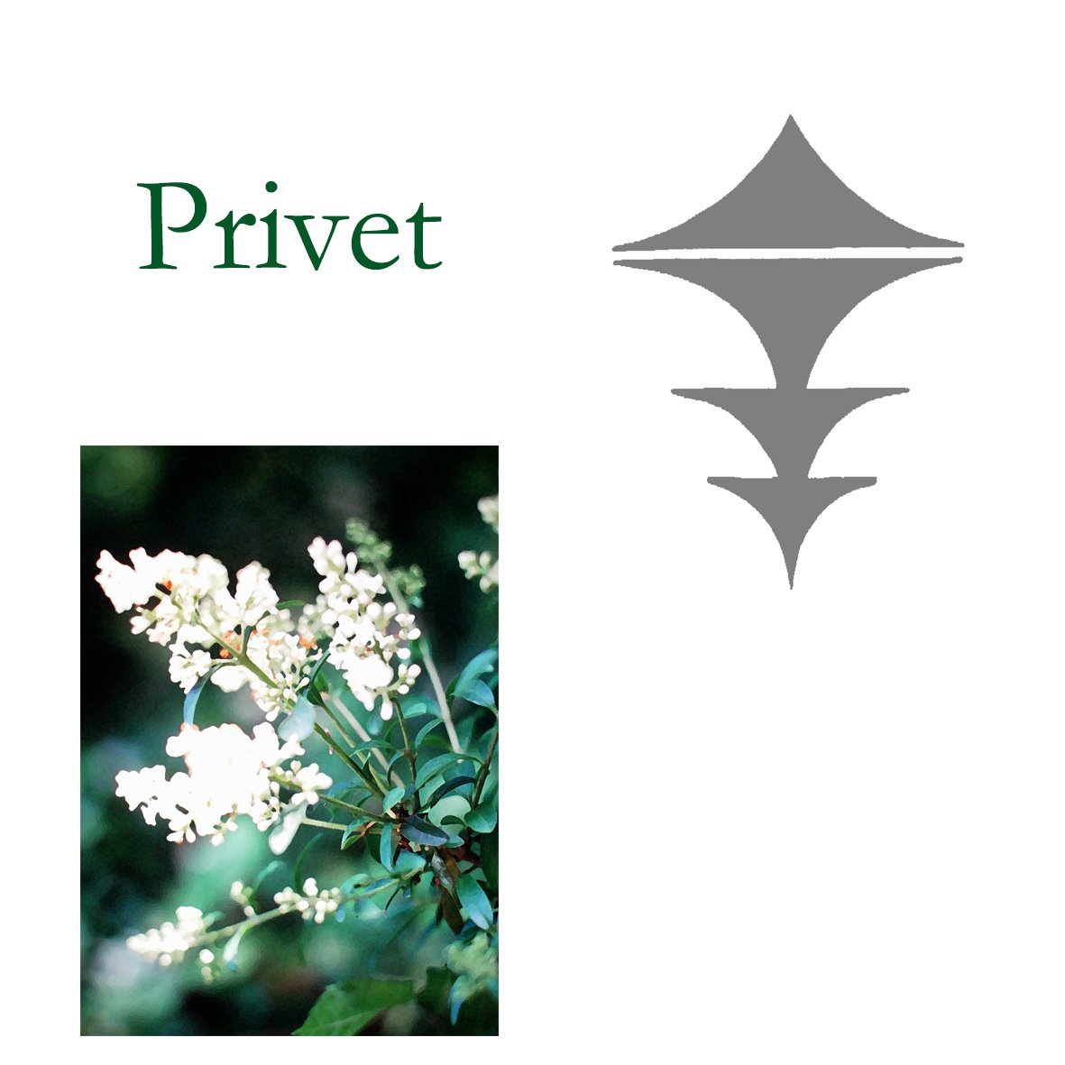 Tree Flower - Privet
