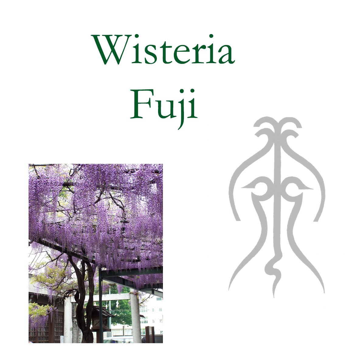 Japanese Tree Flower Essences - Wisteria
