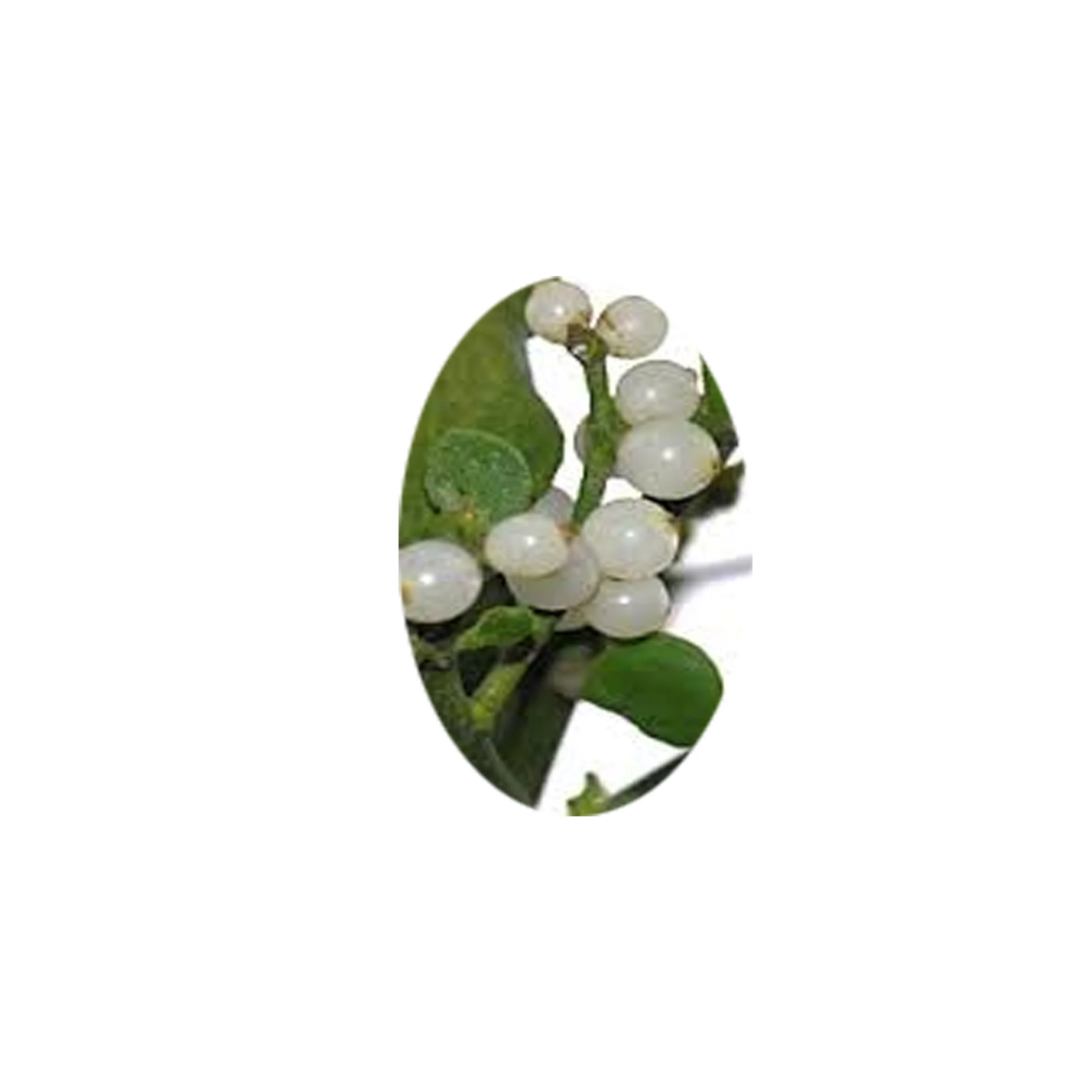 Flower Essence- Mistletoe