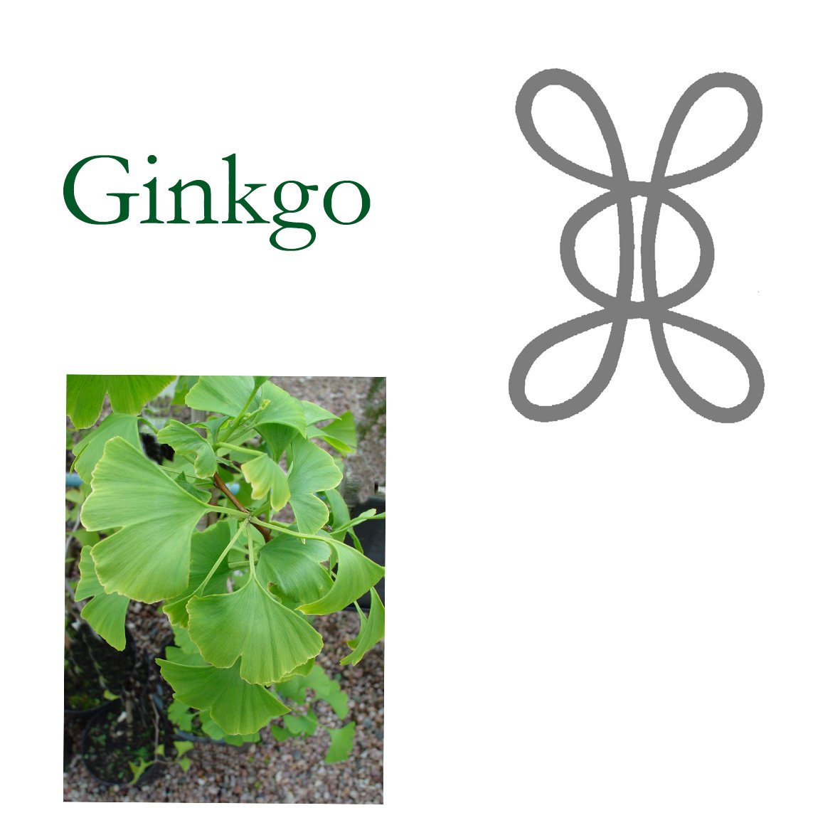 Tree Flower - Ginkgo
