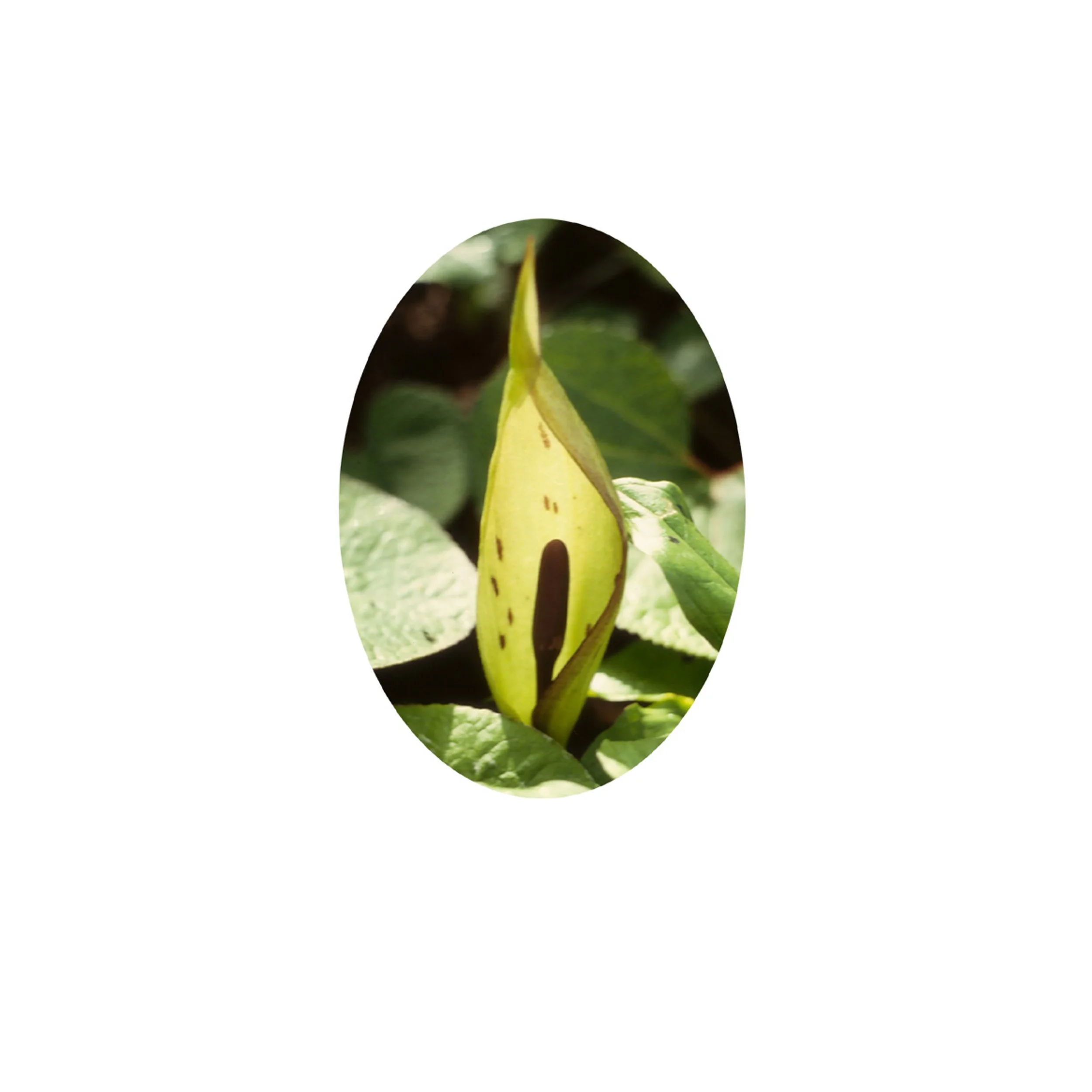 Flower Essence- Cuckoo-Pint