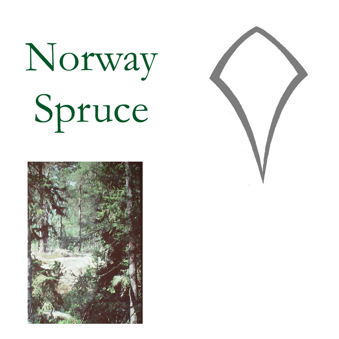 Tree Flower - Norway Spruce