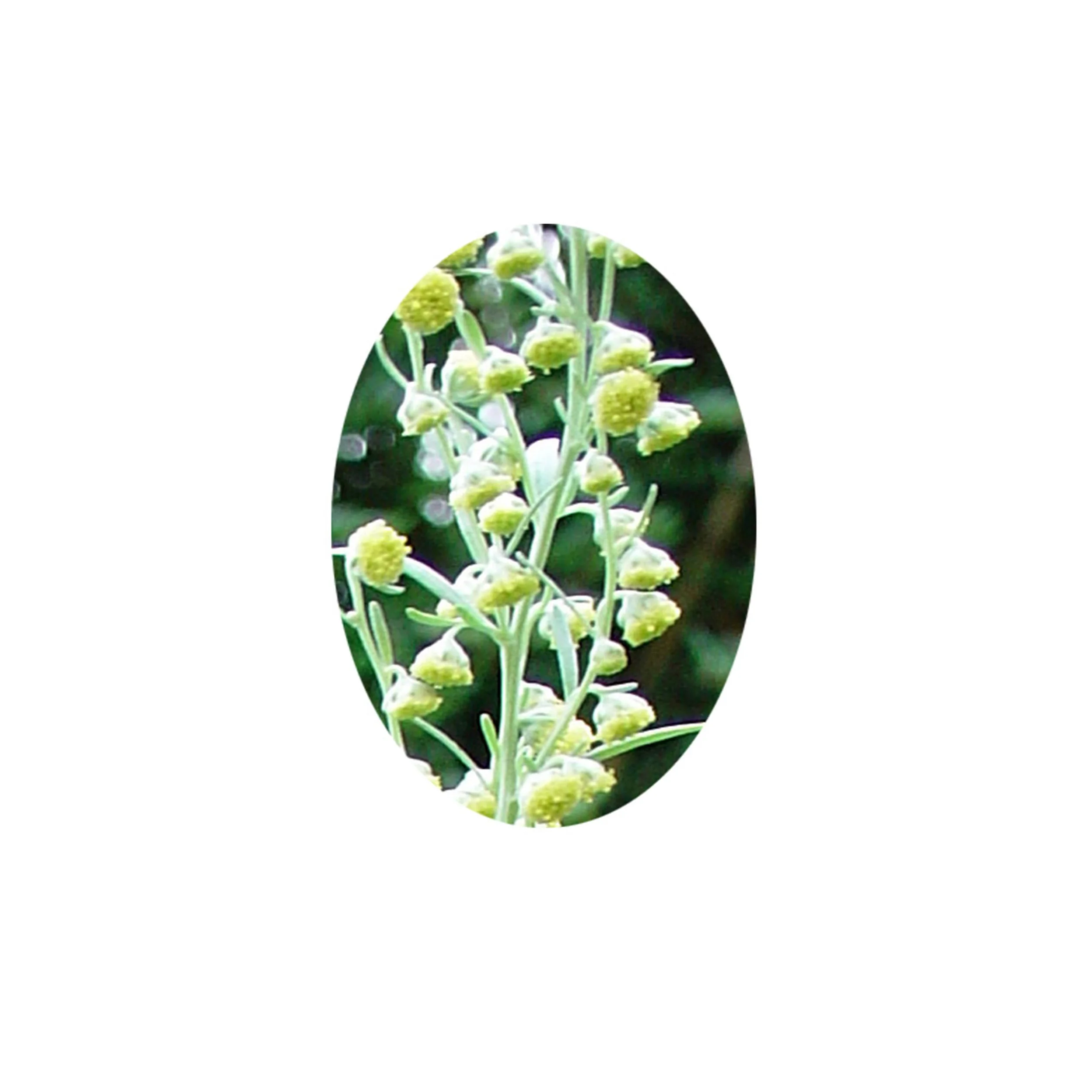 Flower Essence- Wormwood