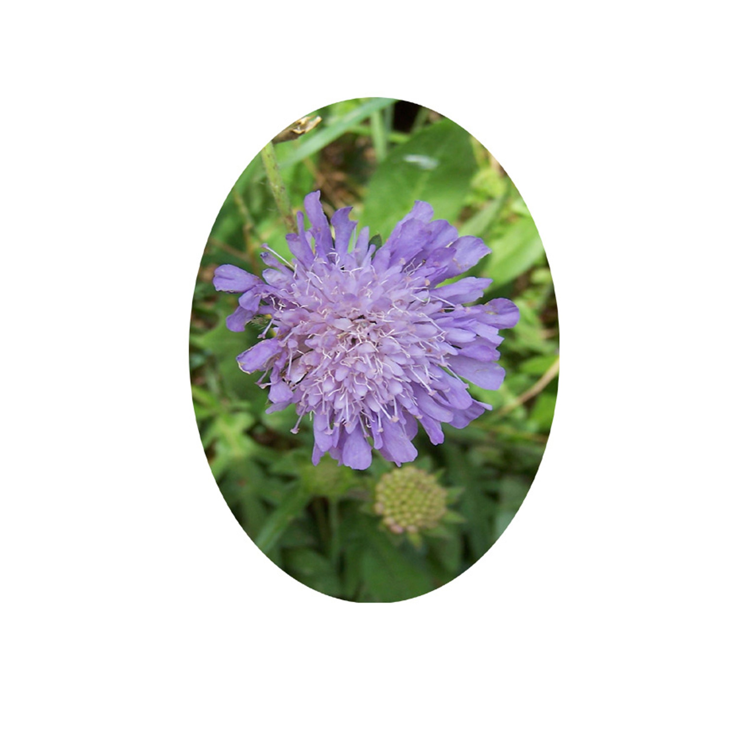 Flower Essence- Scabious