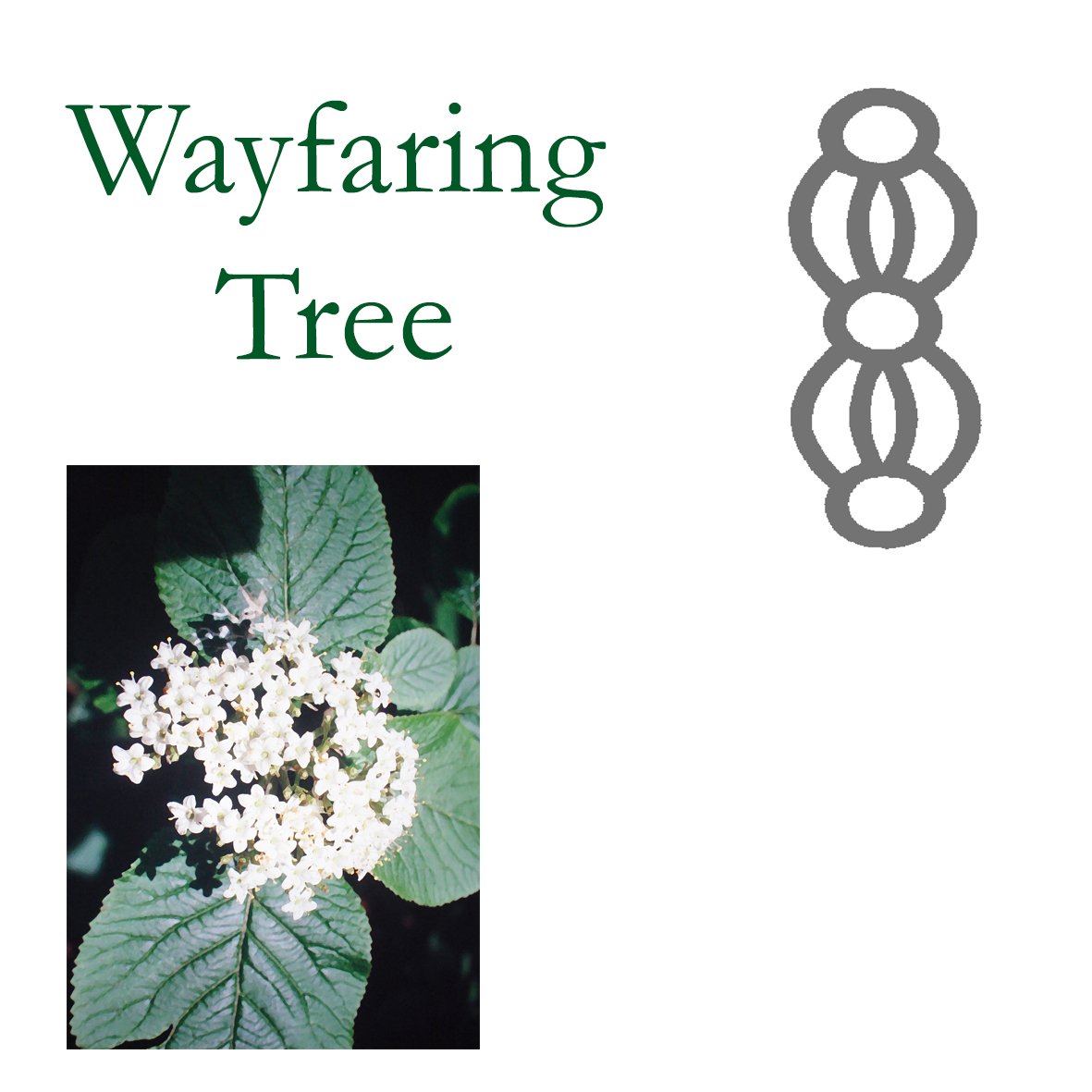 Tree Flower - Wayfaring Tree