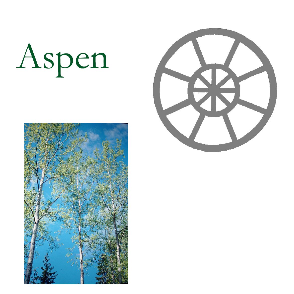 aspen.jpg