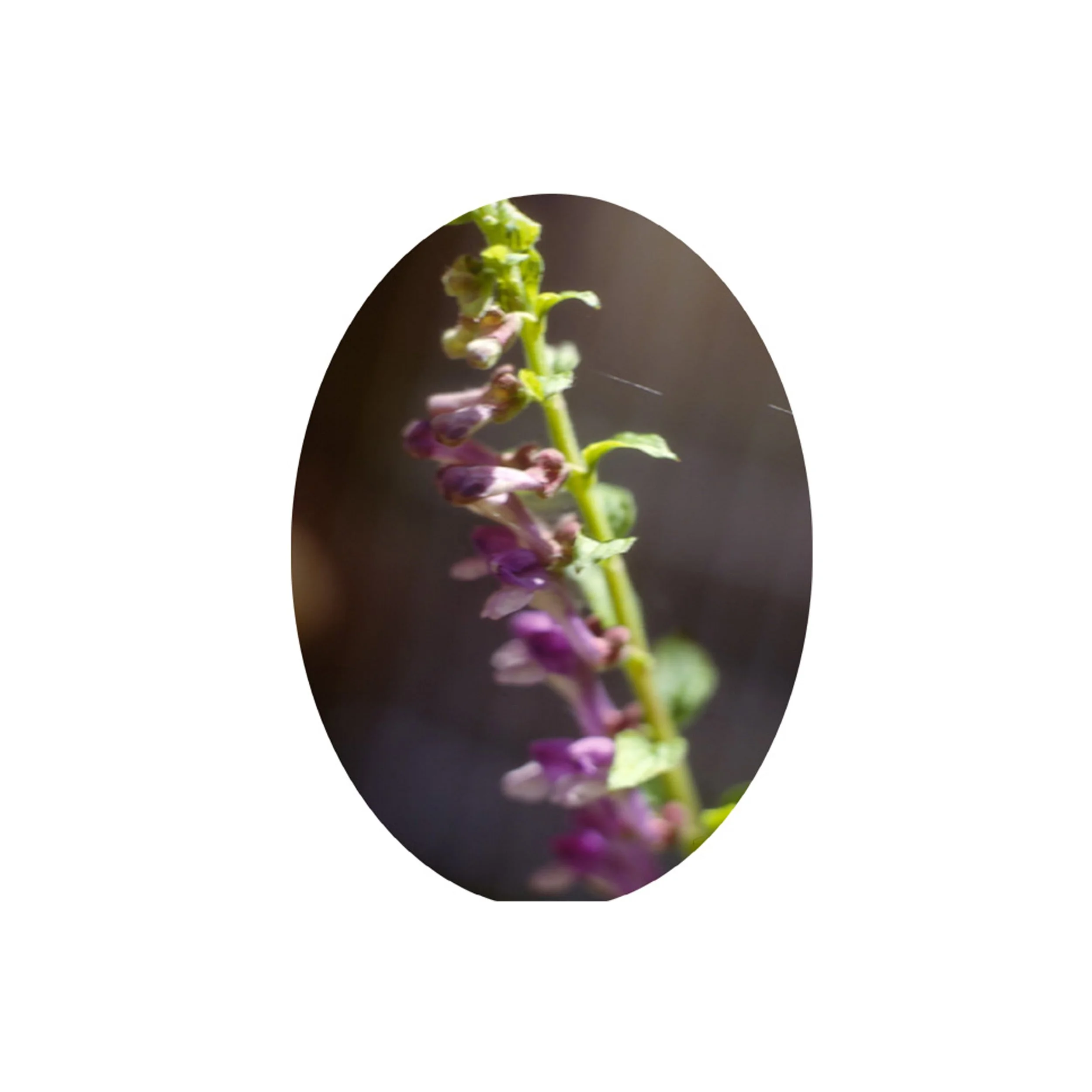 Flower Essence- Skullcap