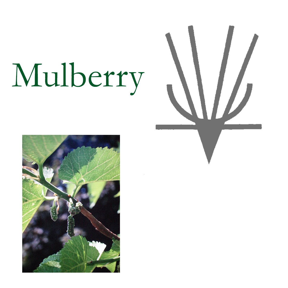Tree Flower - Mulberry
