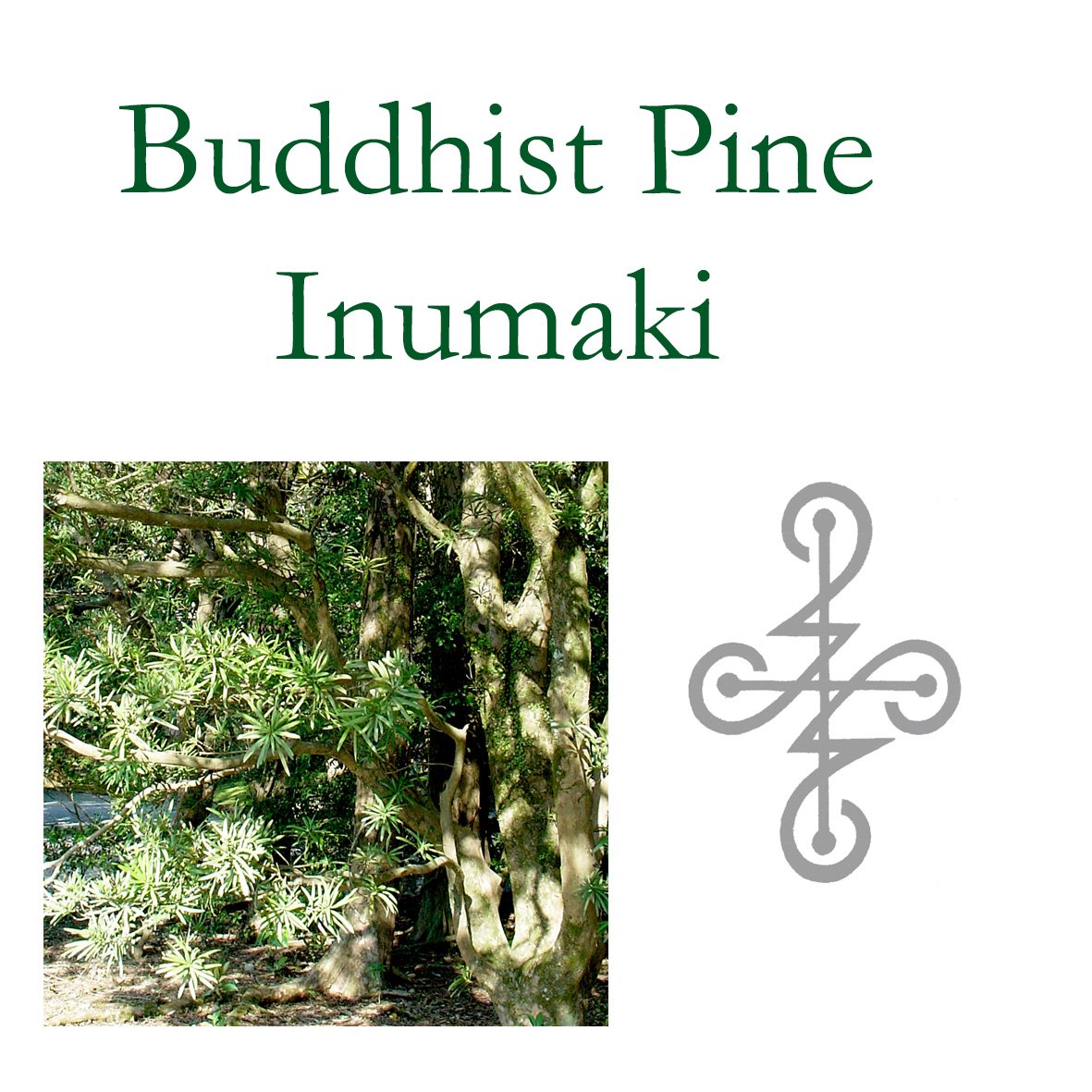 BuddhistP.jpg