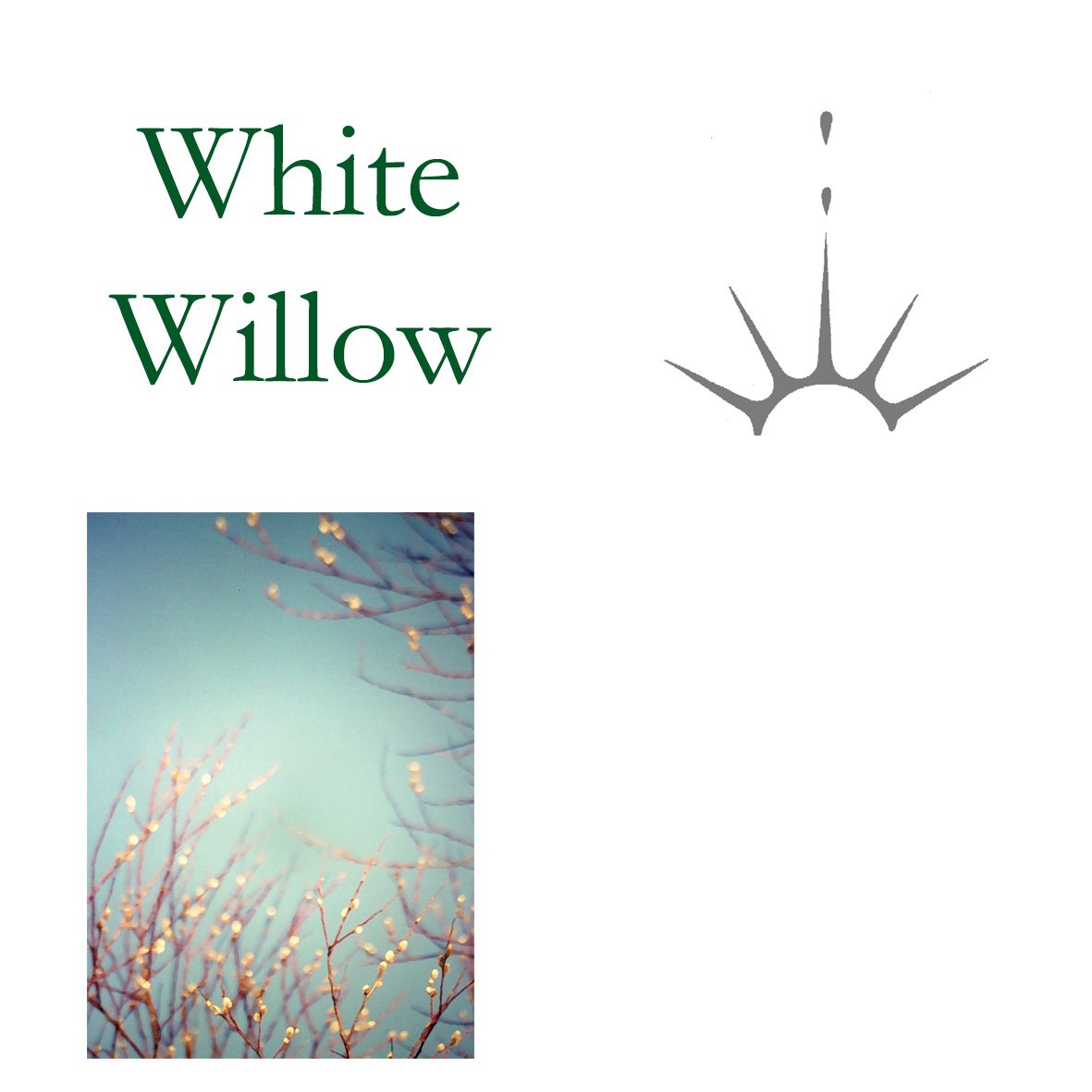 Tree Flower - White Willow