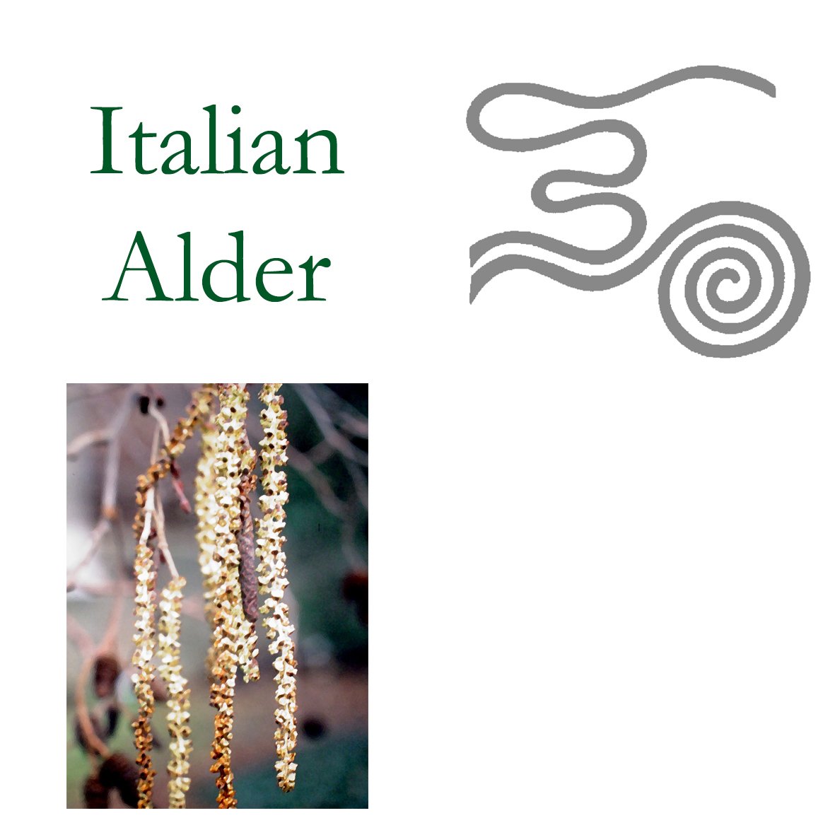 Tree Flower - Italian Alder