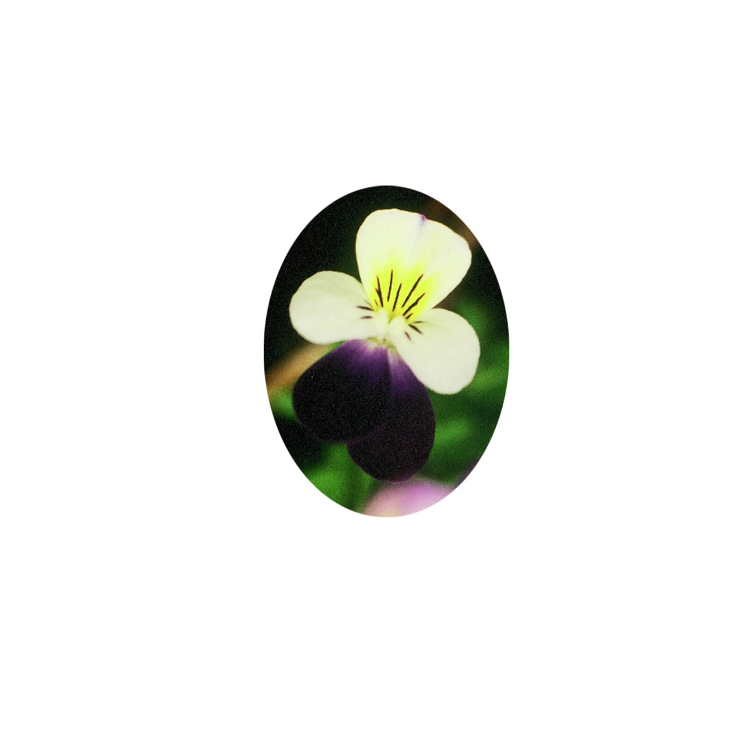 Flower Essence- Pansy