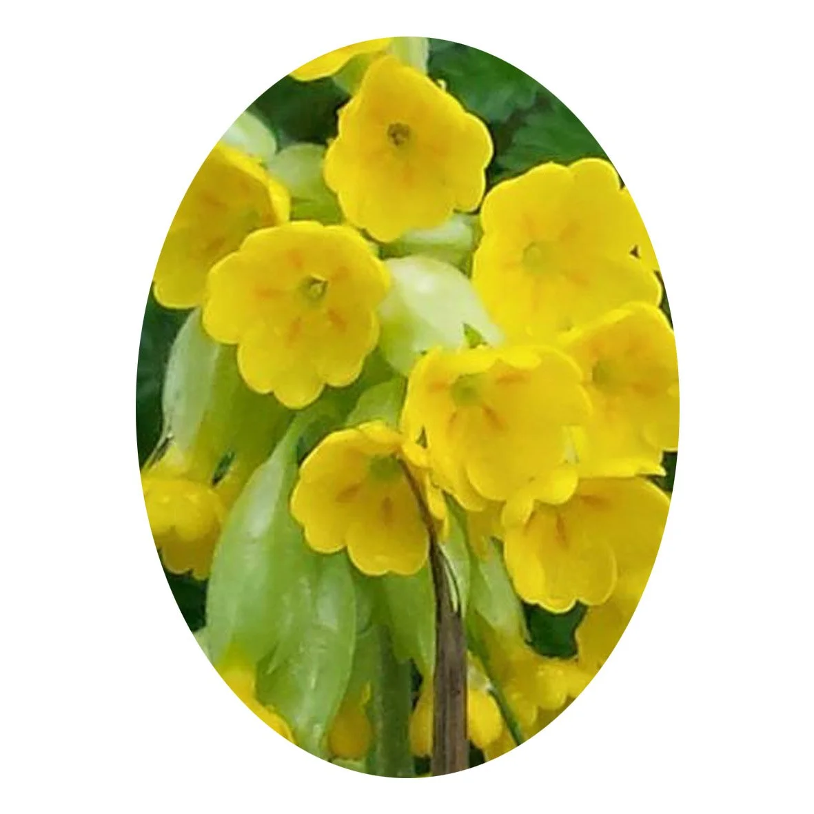 Flower Essence- Cowslip