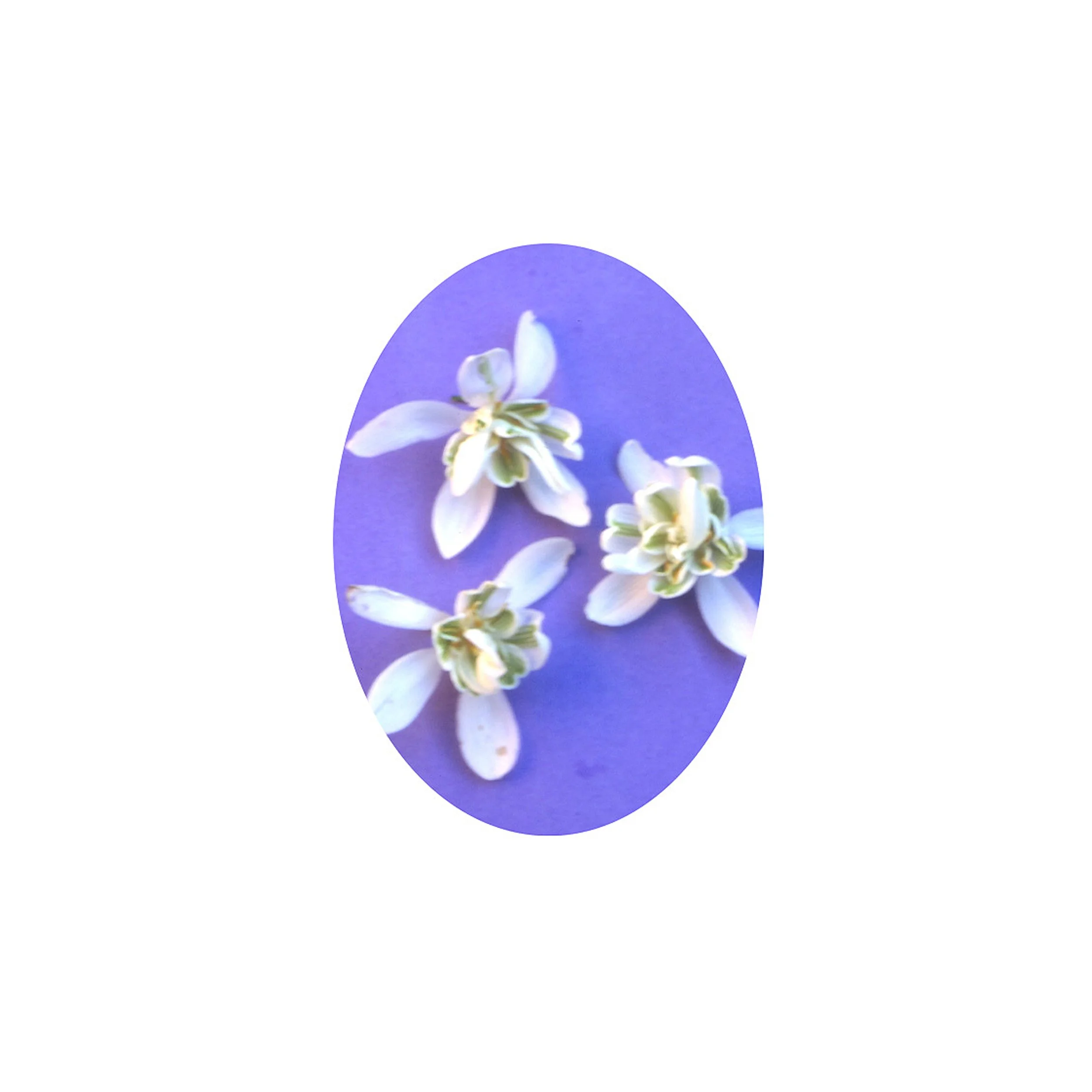 Flower Essence- Snowdrop