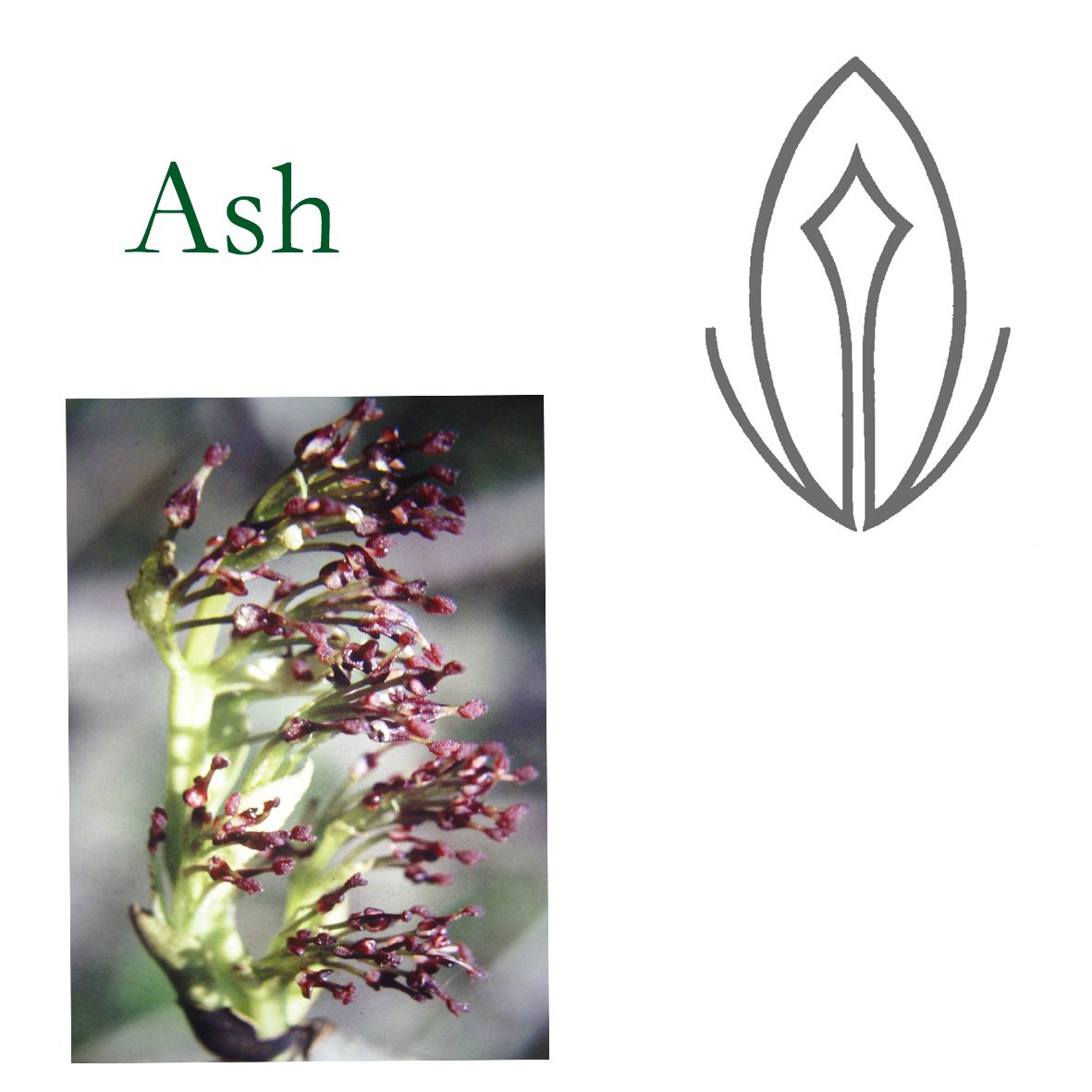 Tree Flower - Ash
