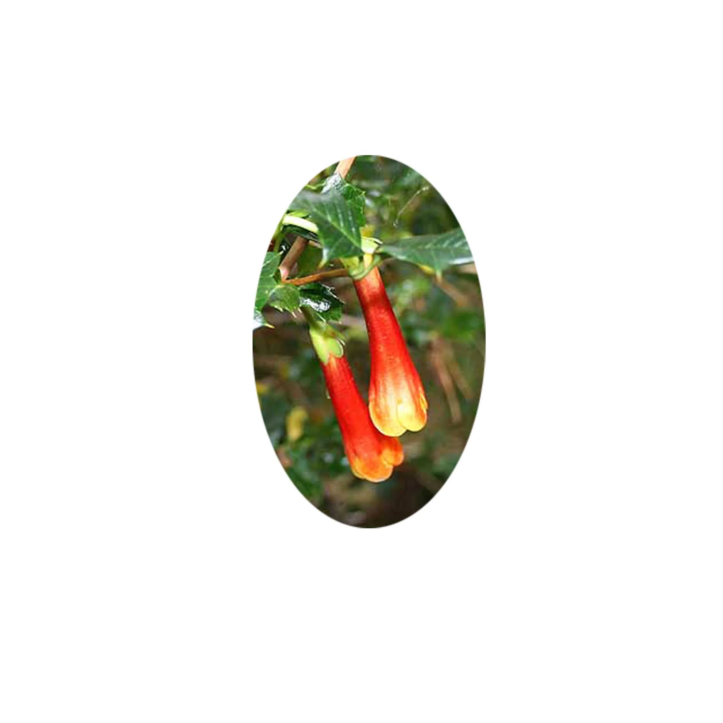 Flower Essence- Desfontainia