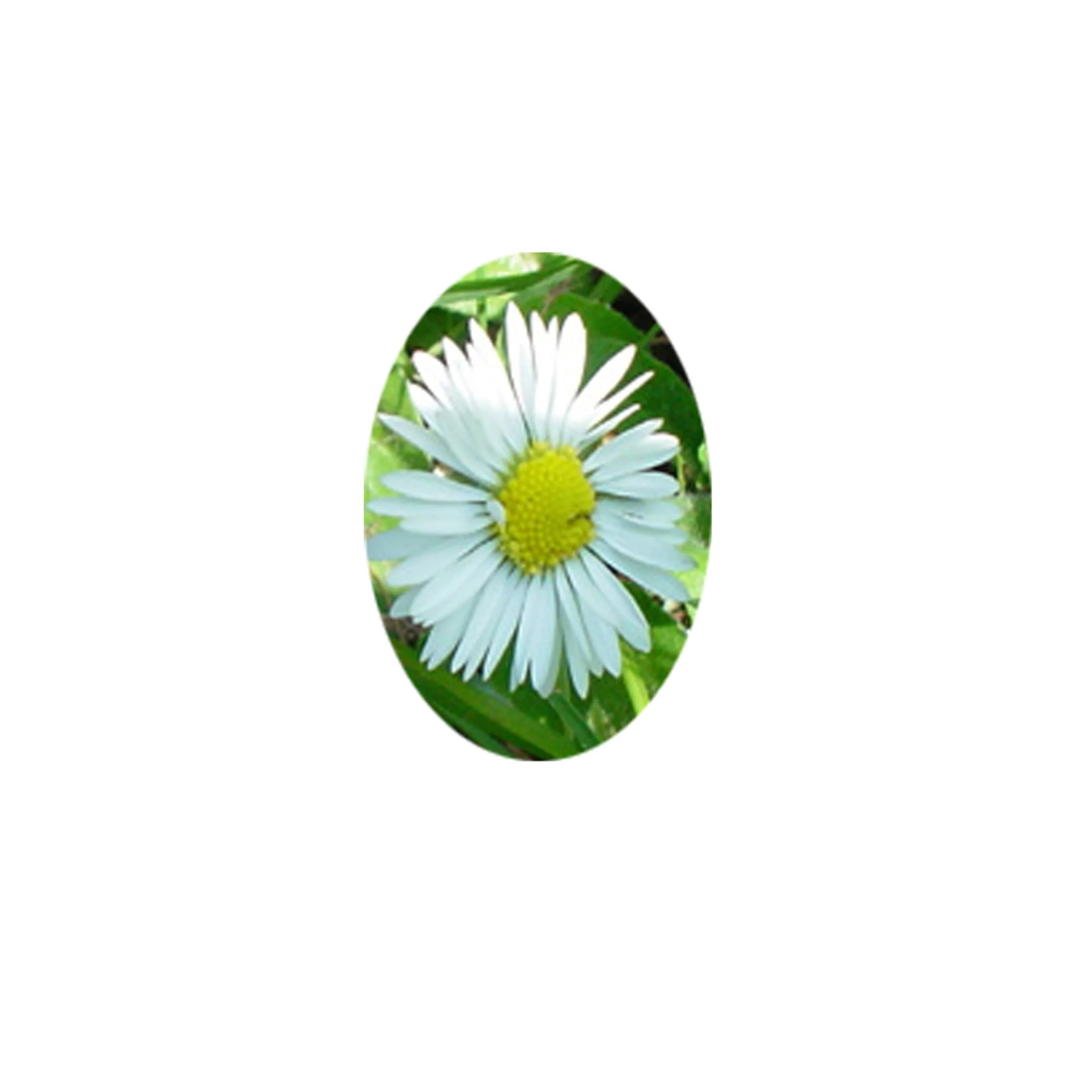 Flower Essence- Daisy