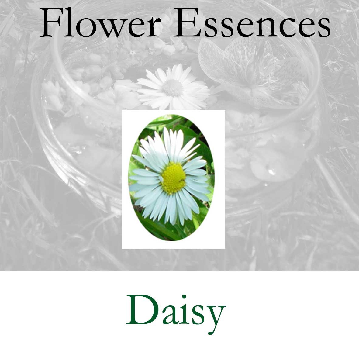 Flower Essence- Daisy
