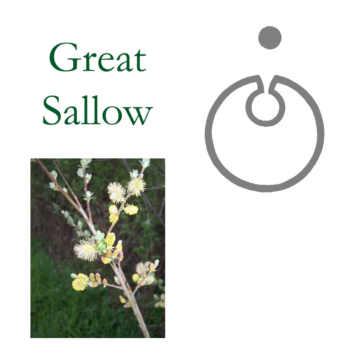 Tree Flower - Great Sallow