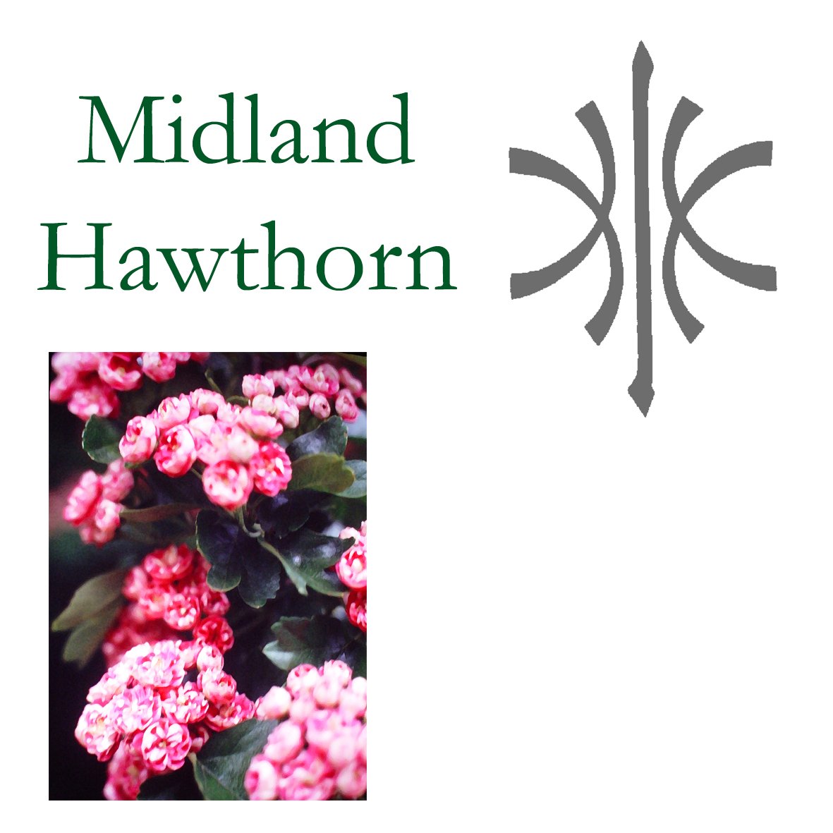 Tree Flower - Midland Hawthorn
