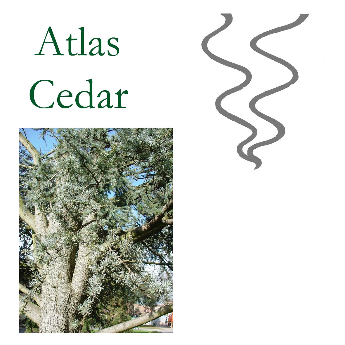 Tree Flower - Atlas Cedar