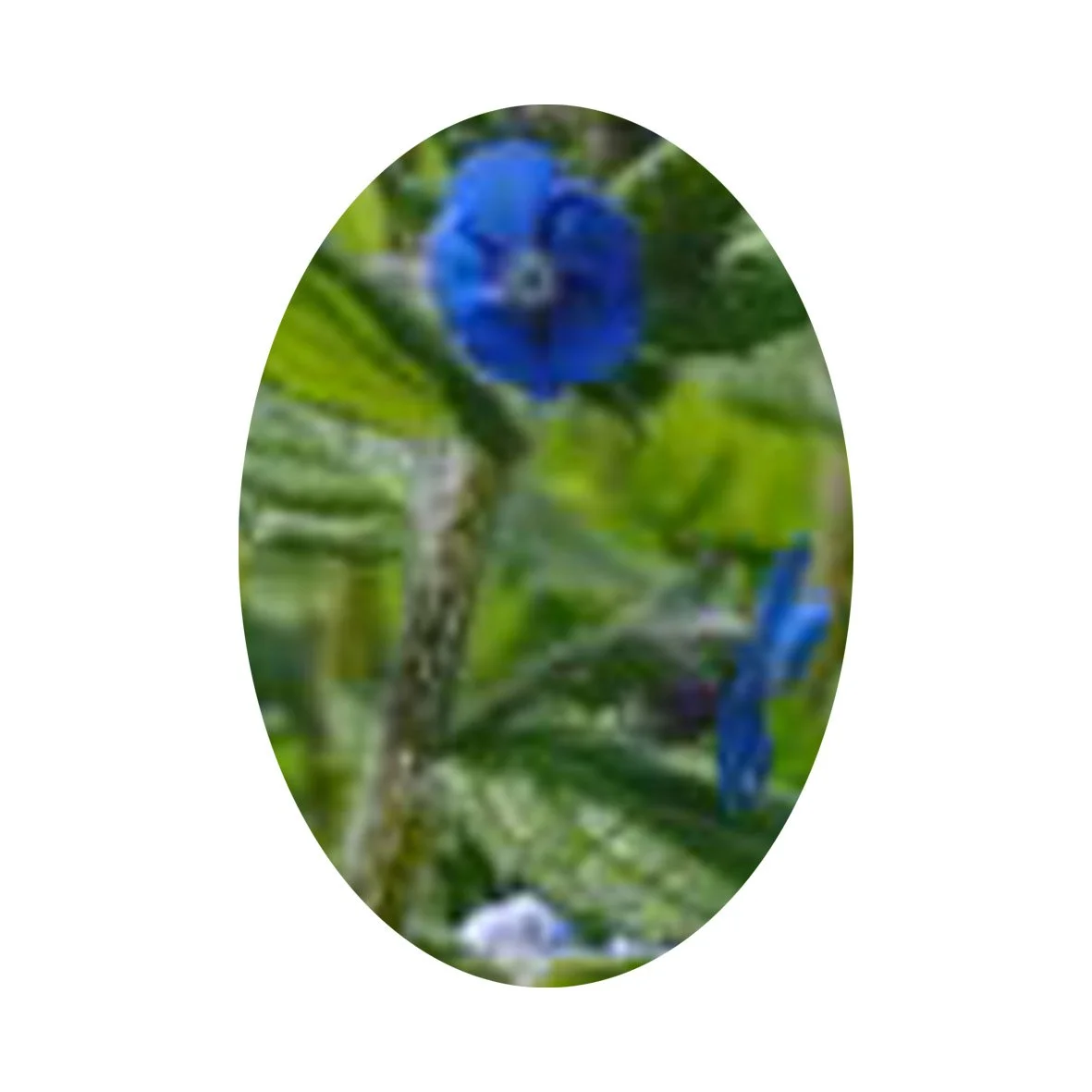 Flower Essence- Alkanet