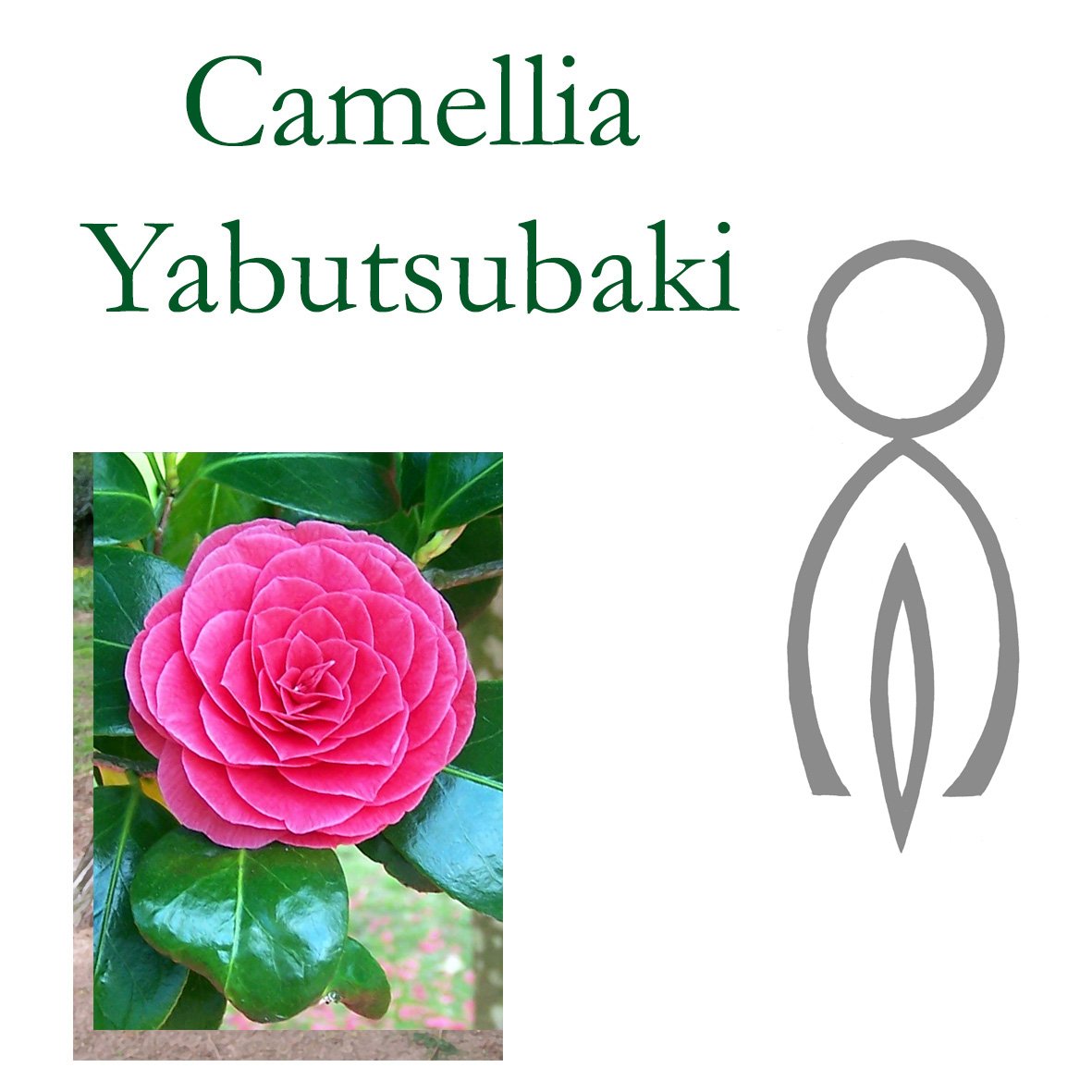 Japanese Tree Flower Essences - Camellia