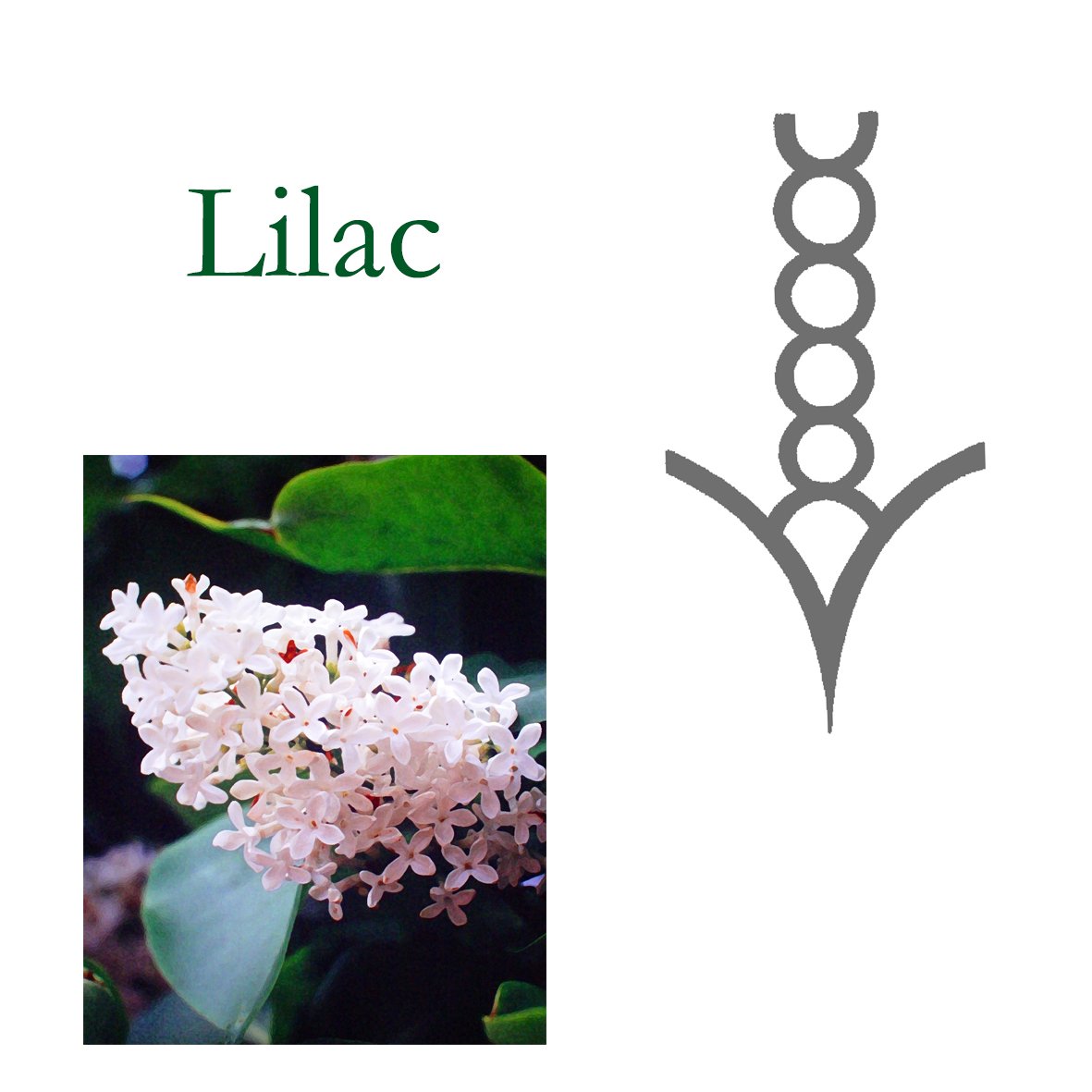 Tree Flower - Lilac