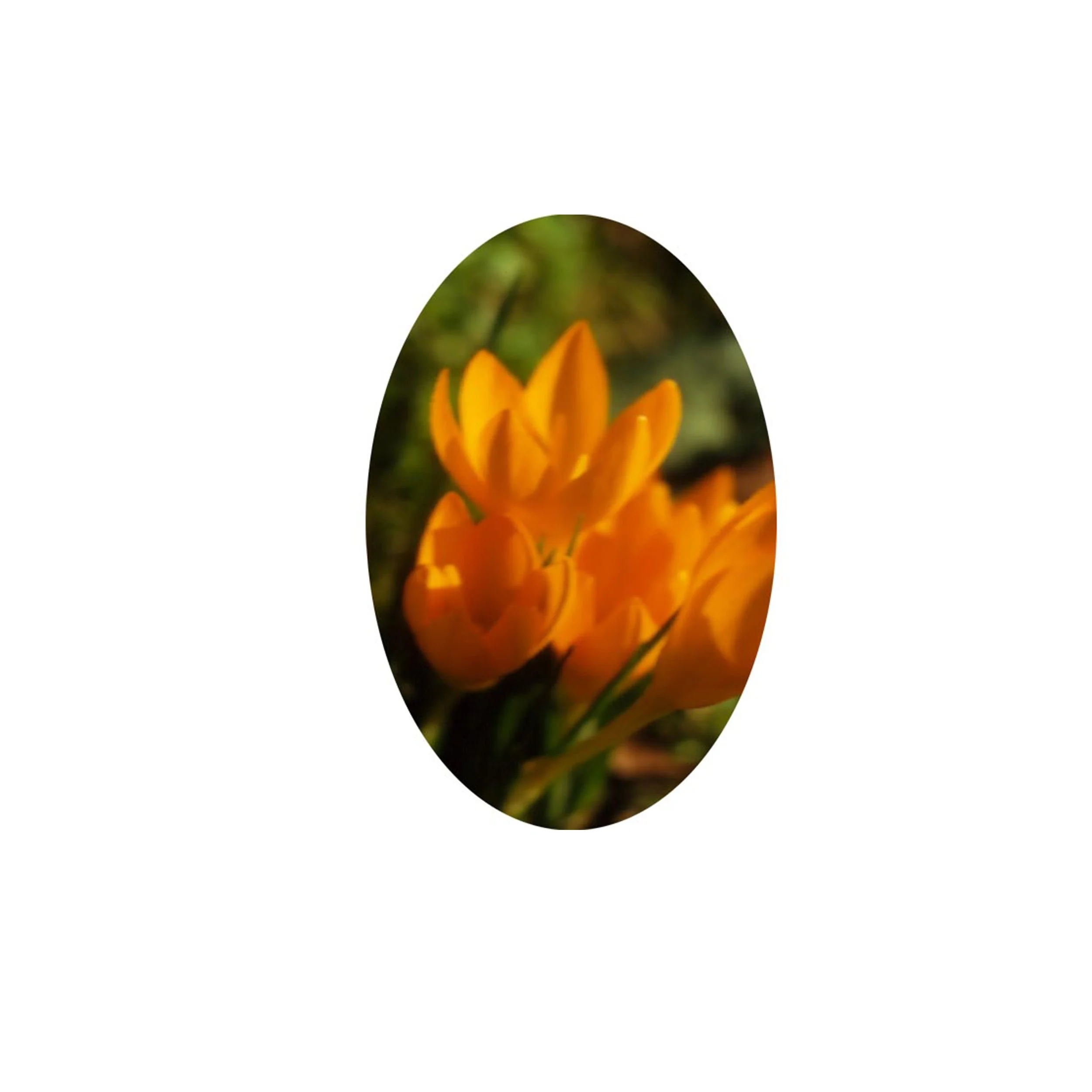 Flower Essence- Golden Crocus