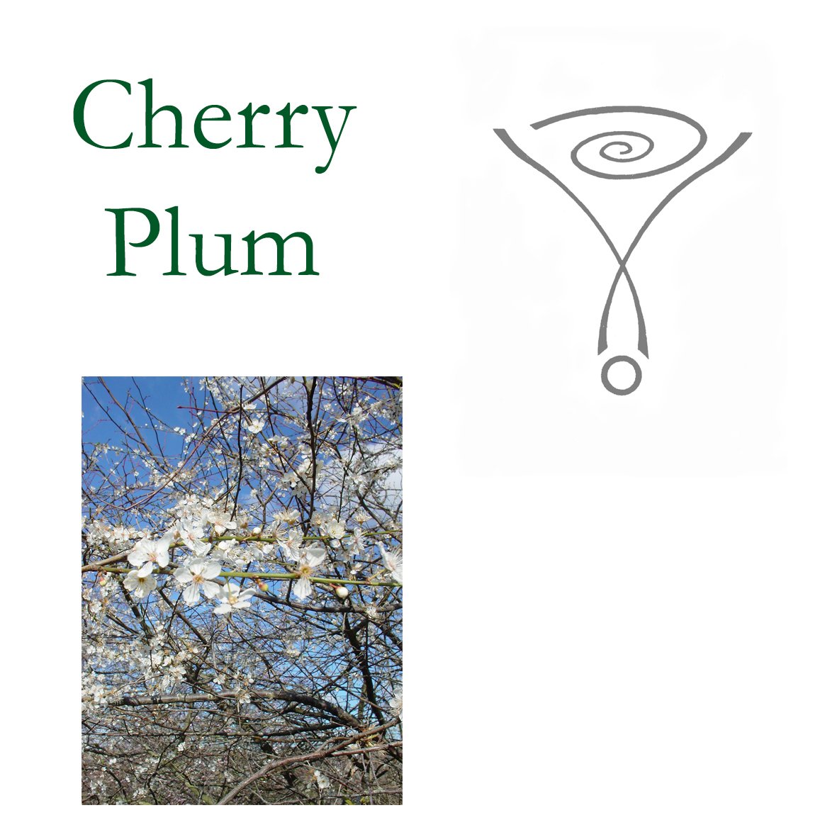 Tree Flower - Cherry Plum