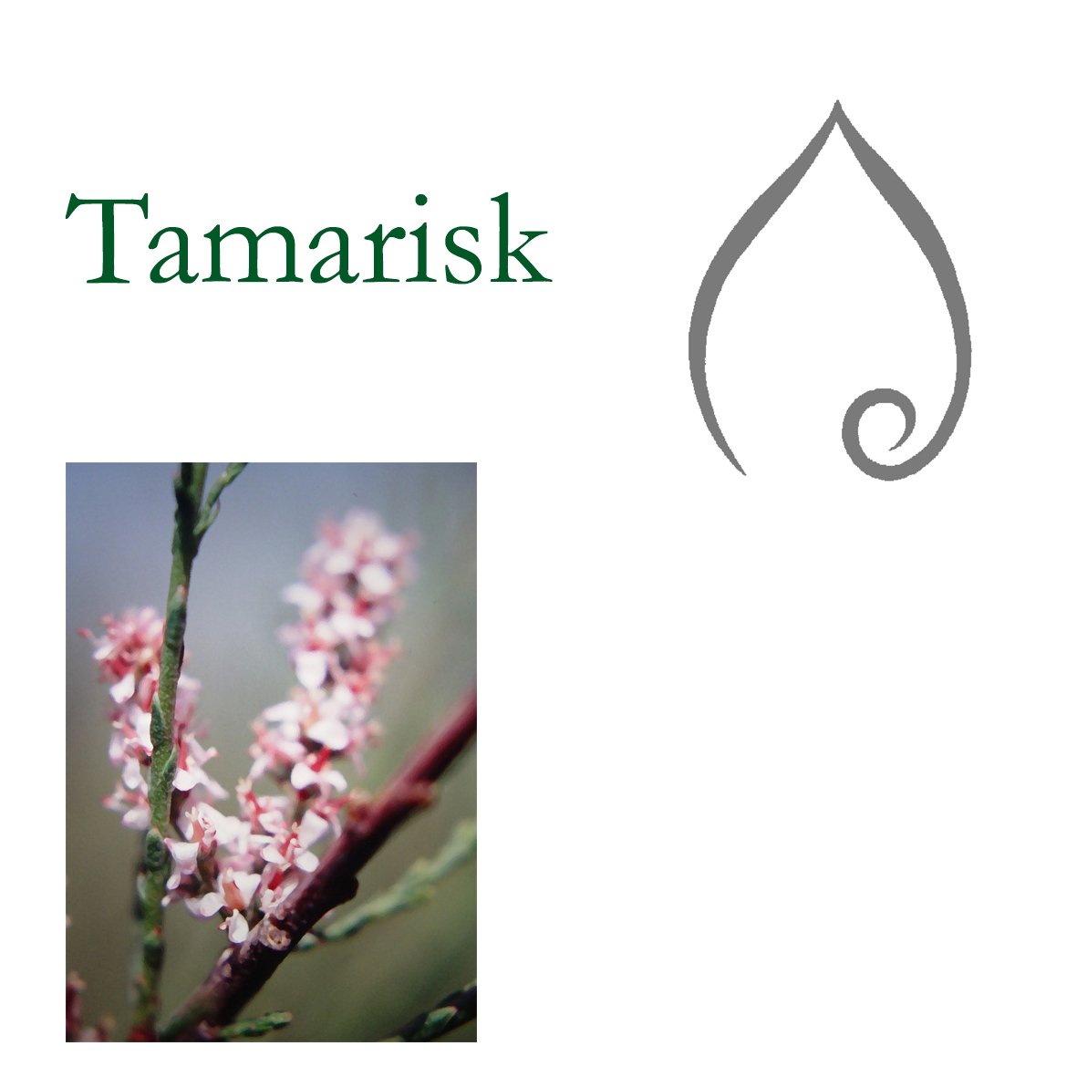 Tree Flower - Tamarisk