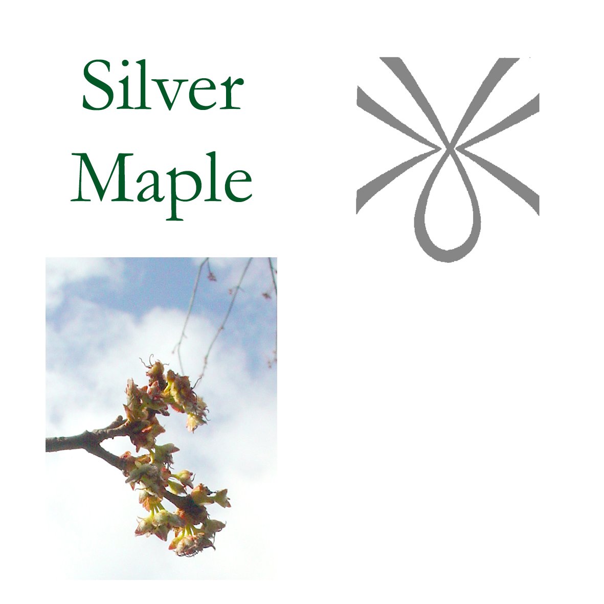 Tree Flower - Silver Maple