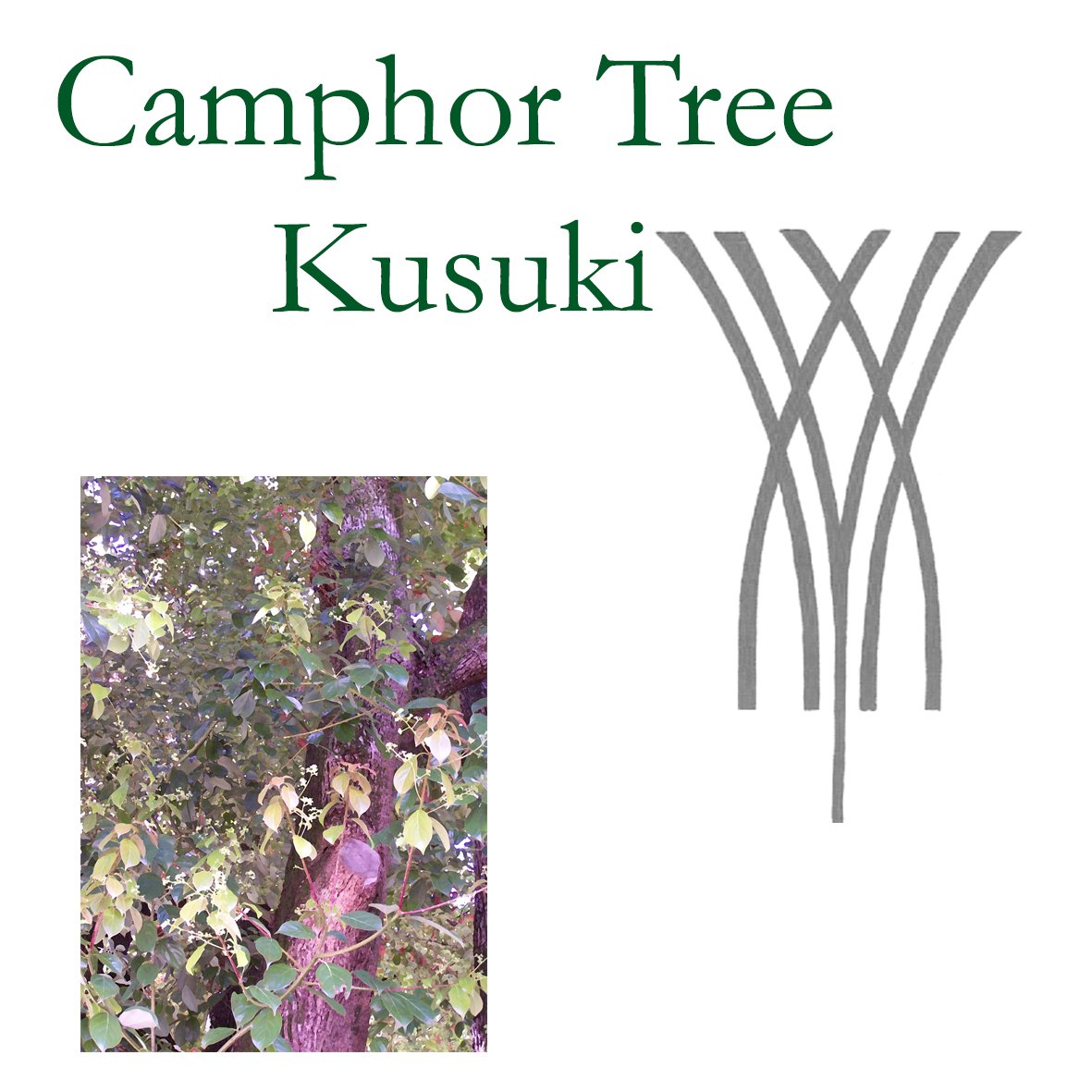 Japanese Tree Flower Essences - Camphor