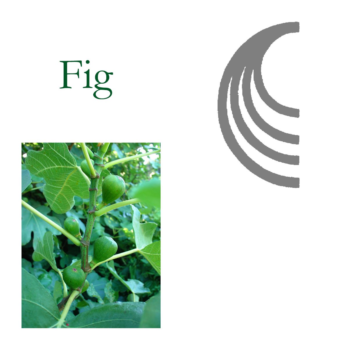 Tree Flower - Fig