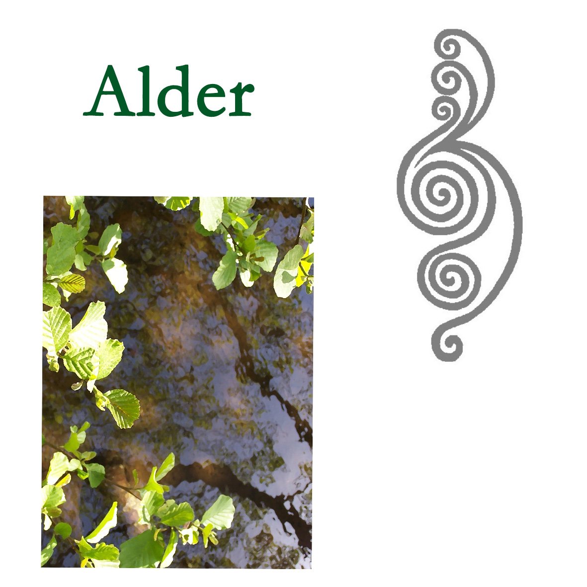 Tree Flower - Alder