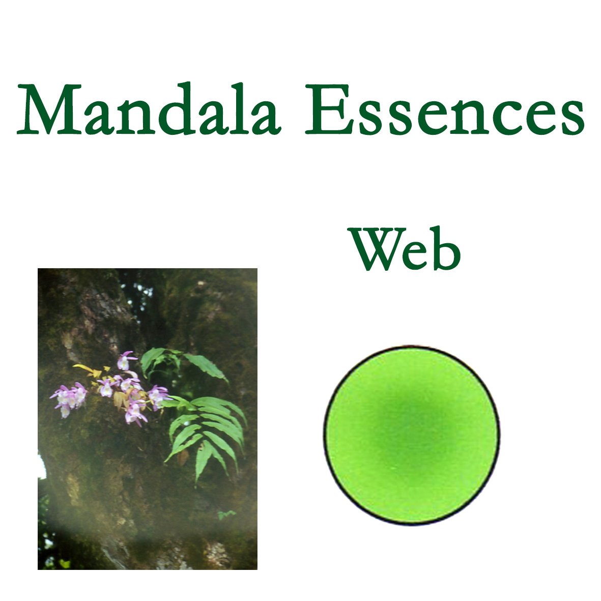 Mandala Essences- Web