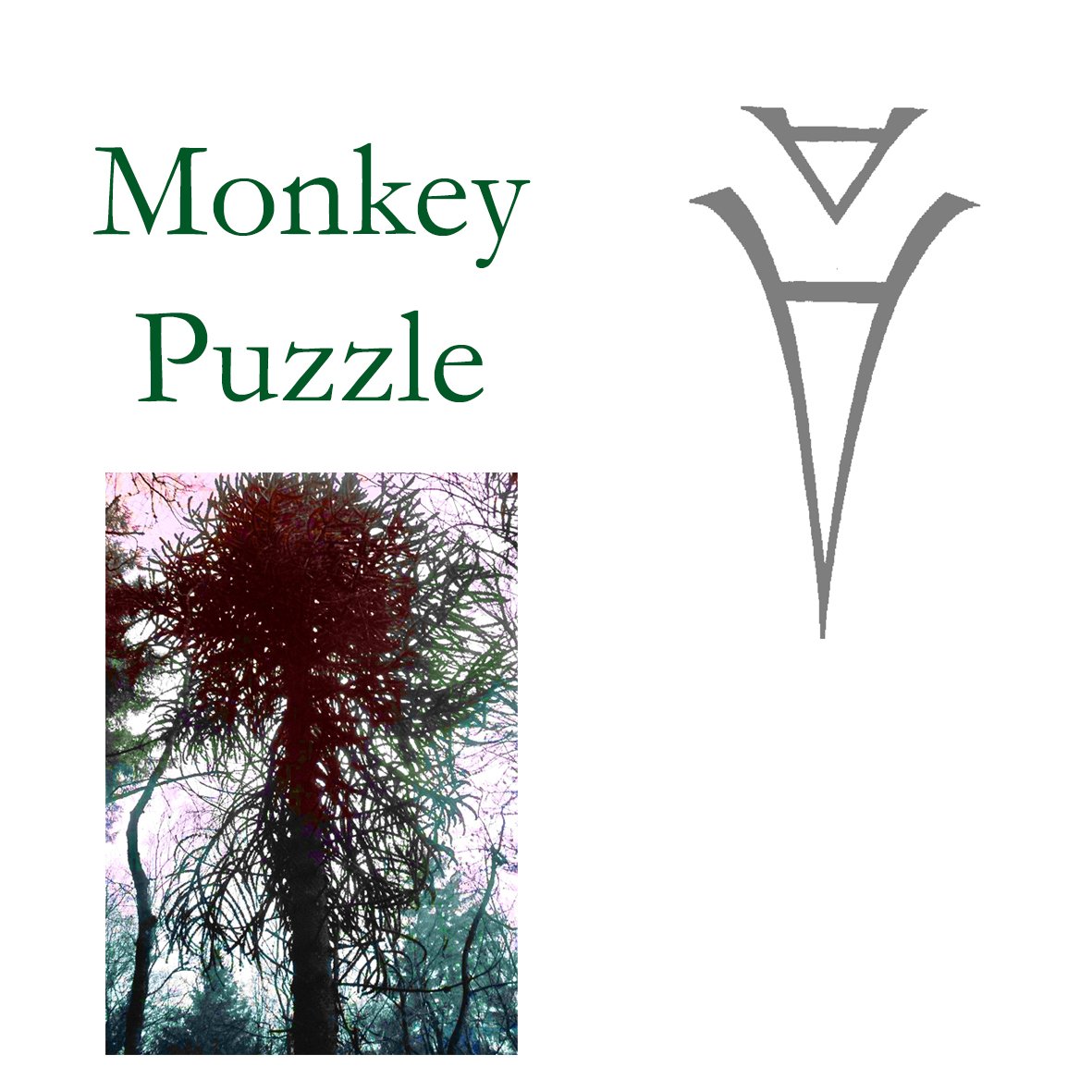 Tree Flower - Monkey Puzzle Tree
