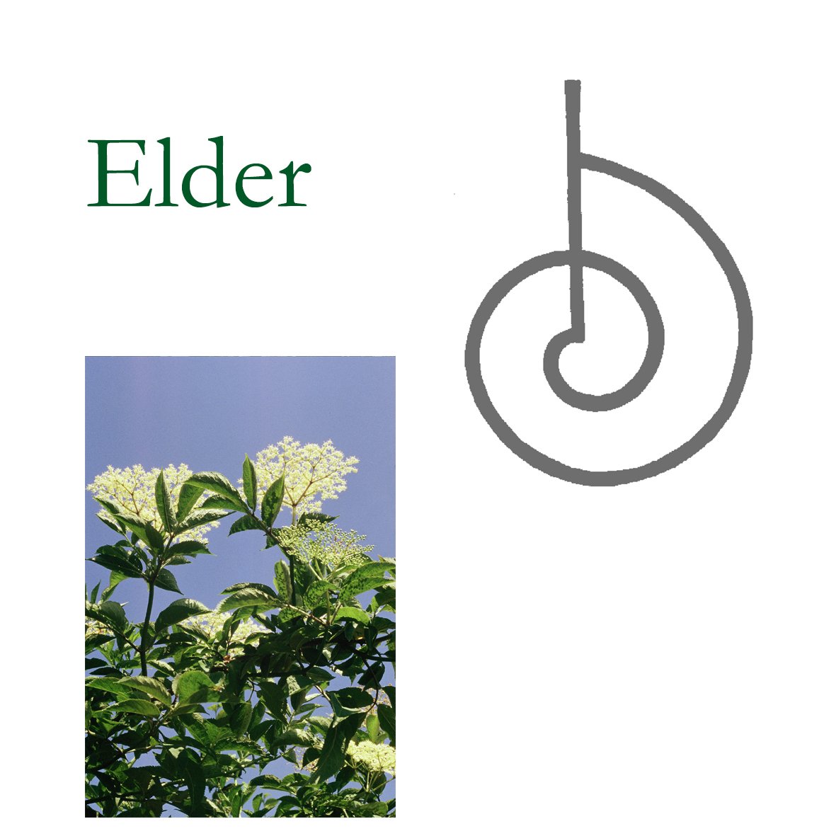 Tree Flower - Elder