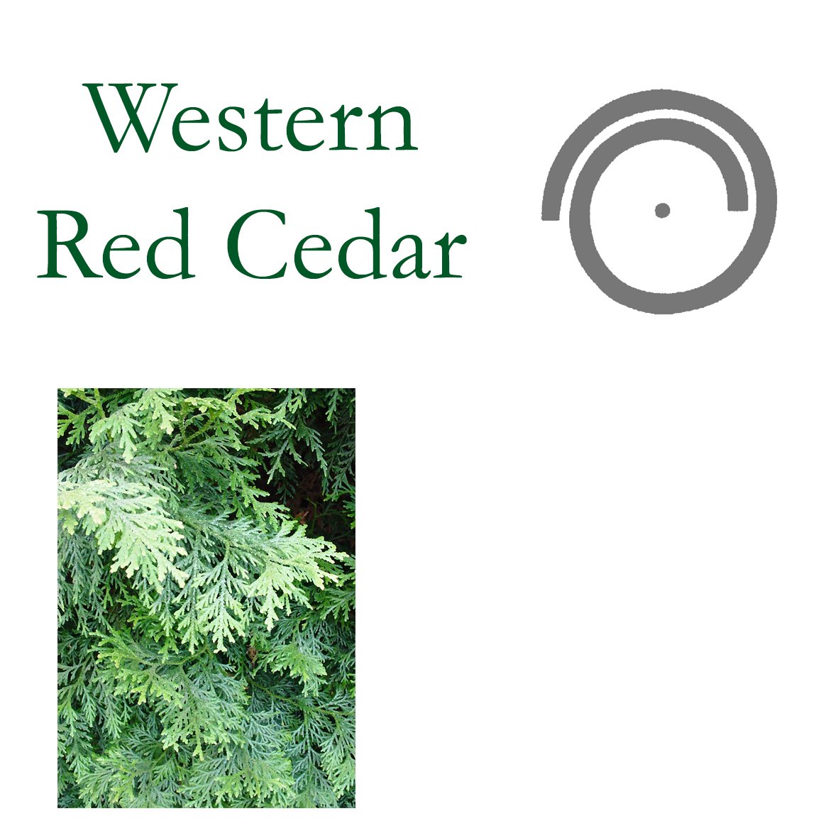 Tree Flower - Western Red Cedar