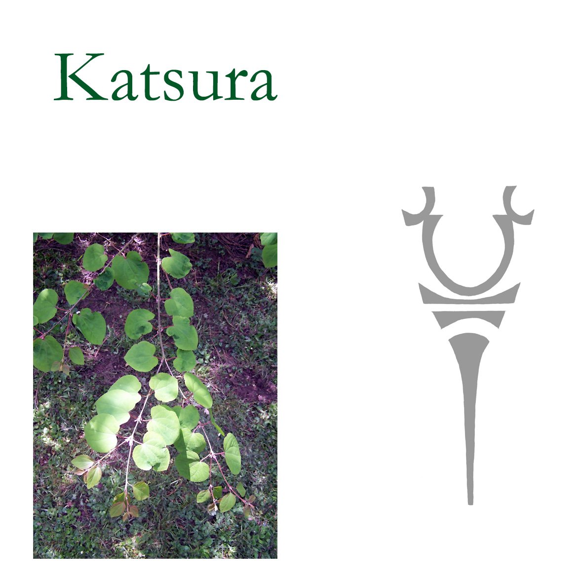 Japanese Tree Flower Essences - Katsura